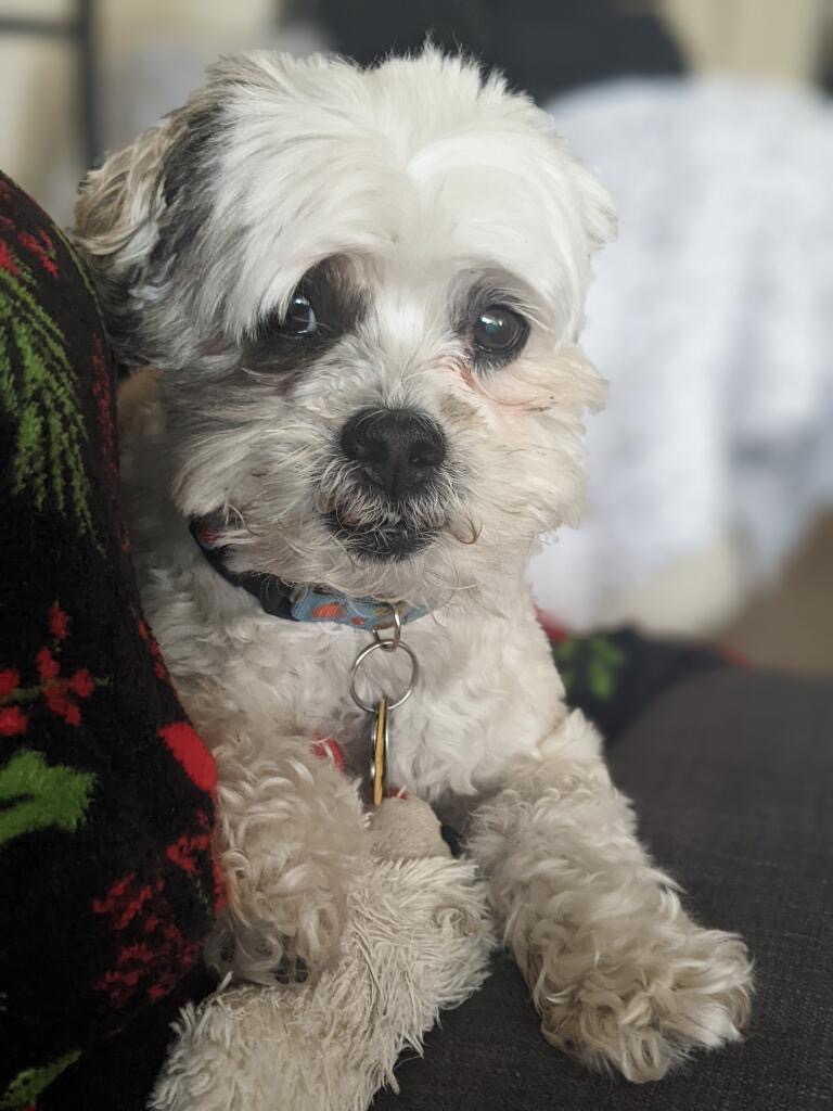 Support Walter's Life-Saving Surgery campaign photo, 2 of 8
