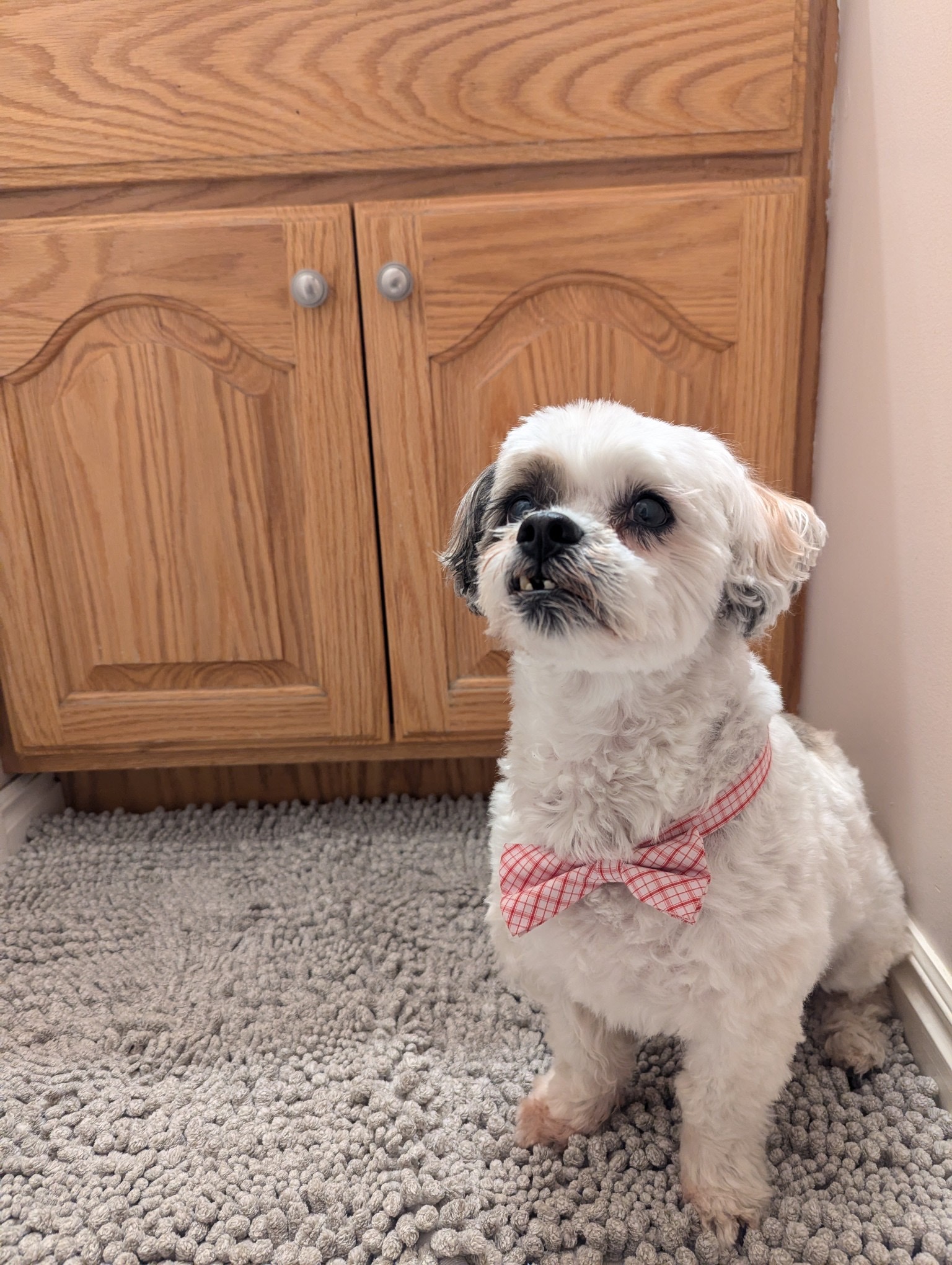 Support Walter's Life-Saving Surgery campaign photo, 5 of 8