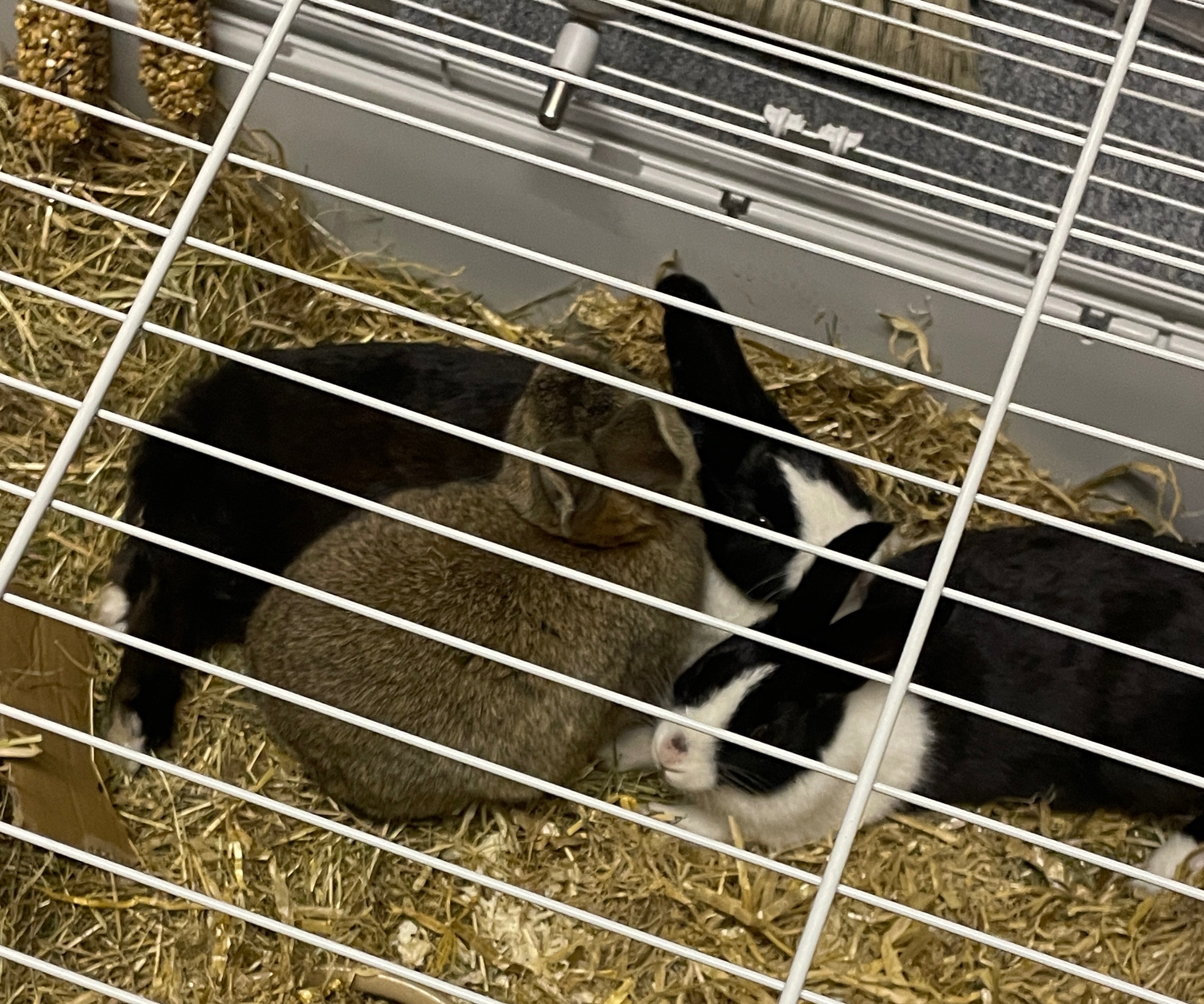 Dutch Rabbit Rescue - Bred in Extremely Cruel conditions campaign photo, 7 of 7