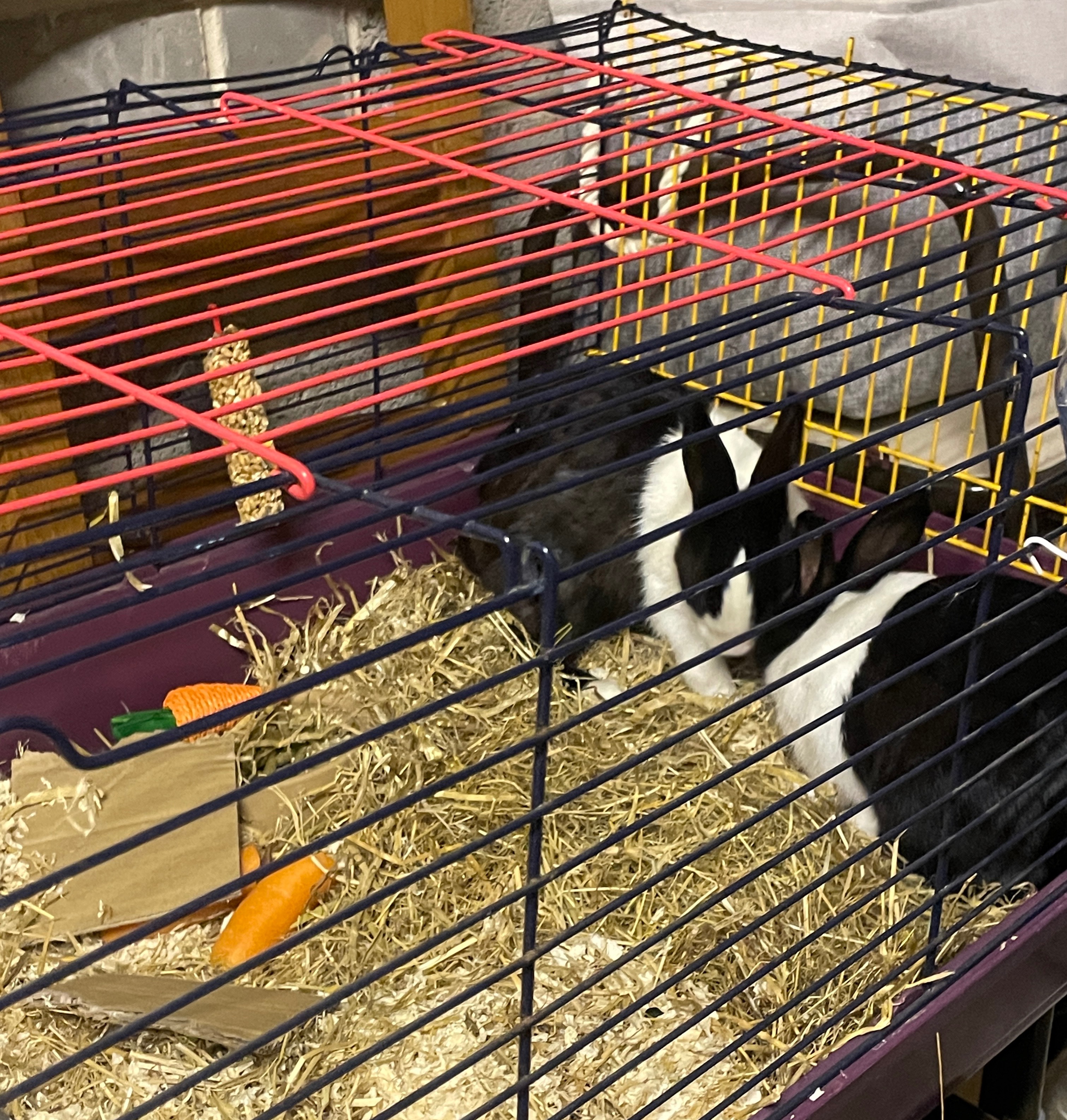 Dutch Rabbit Rescue - Bred in Extremely Cruel conditions campaign photo, 2 of 7