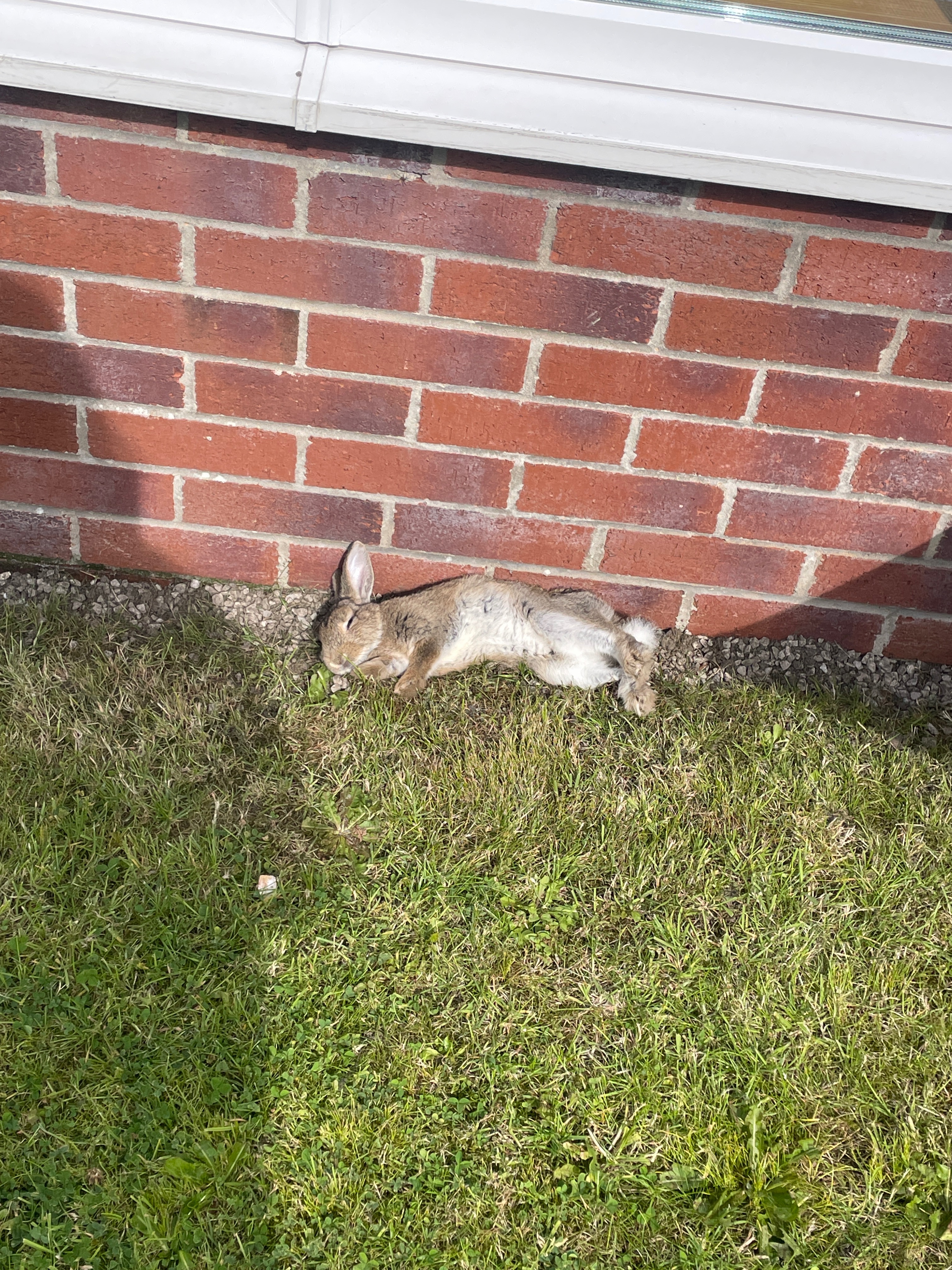 Dutch Rabbit Rescue - Bred in Extremely Cruel conditions campaign photo, 4 of 7