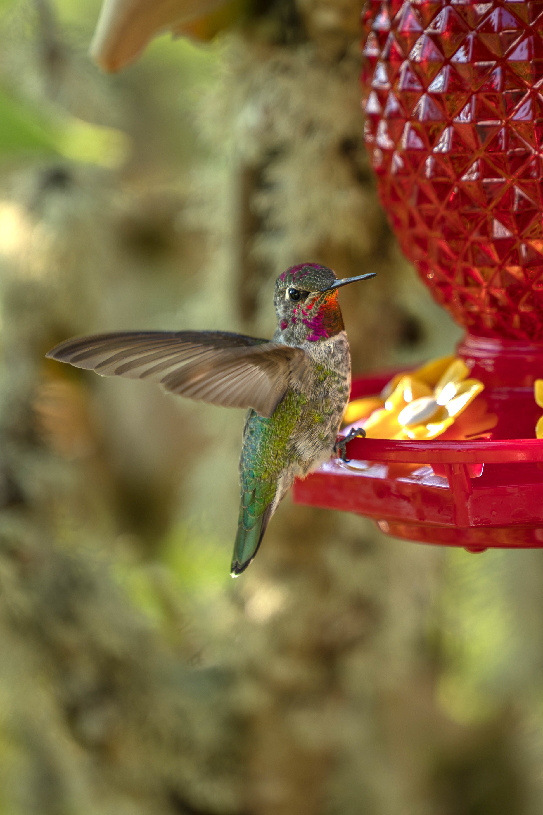 Help Garner Photograph Italy's Birds campaign photo, 2 of 4