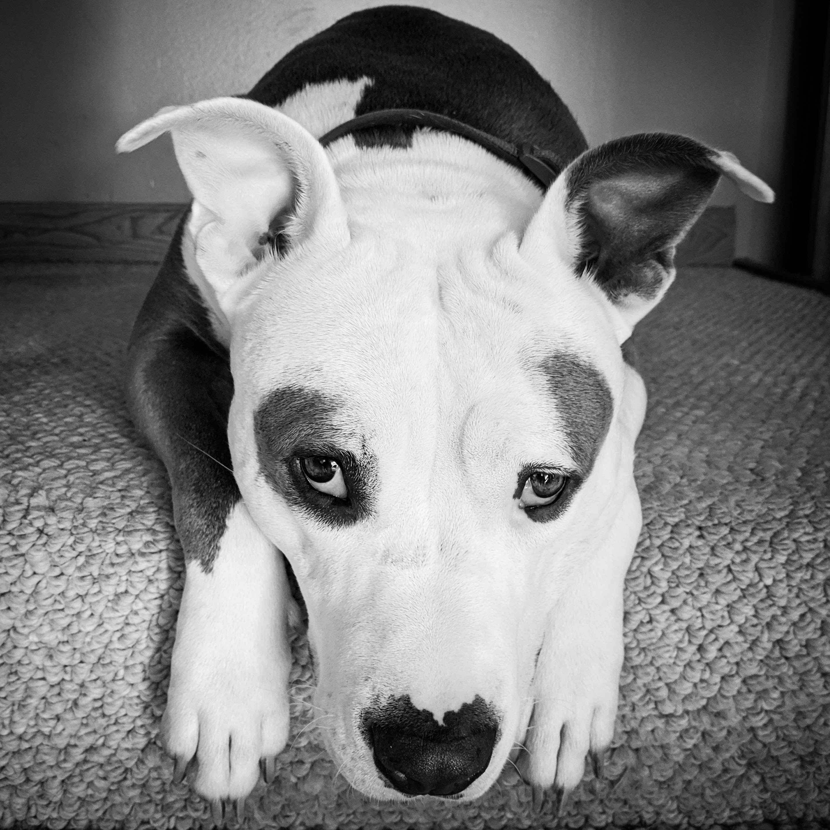 HELP ME BRING MARSHALL HOME TO BARCELONA campaign photo, 7 of 8