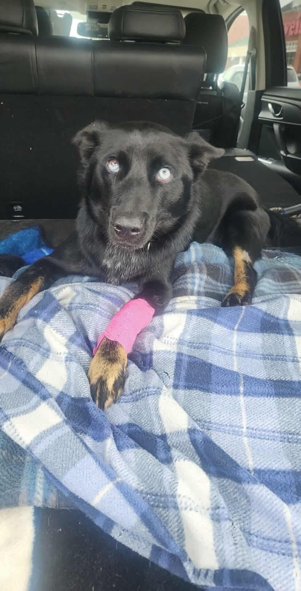Support Nox's Recovery from Severe Injuries campaign photo, 7 of 8