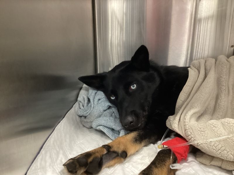 Support Nox's Recovery from Severe Injuries campaign photo, 2 of 8