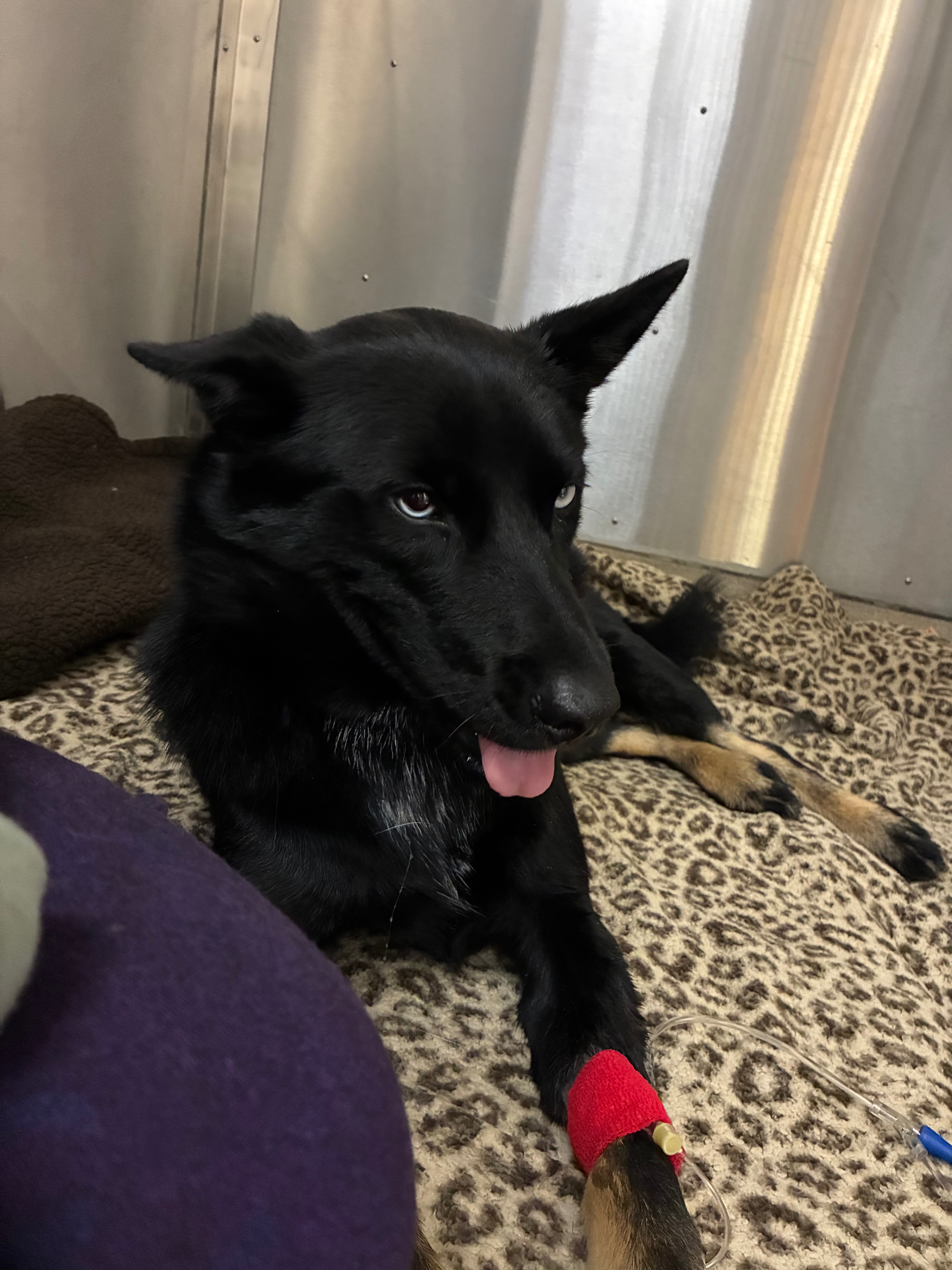 Support Nox's Recovery from Severe Injuries campaign photo, 5 of 8