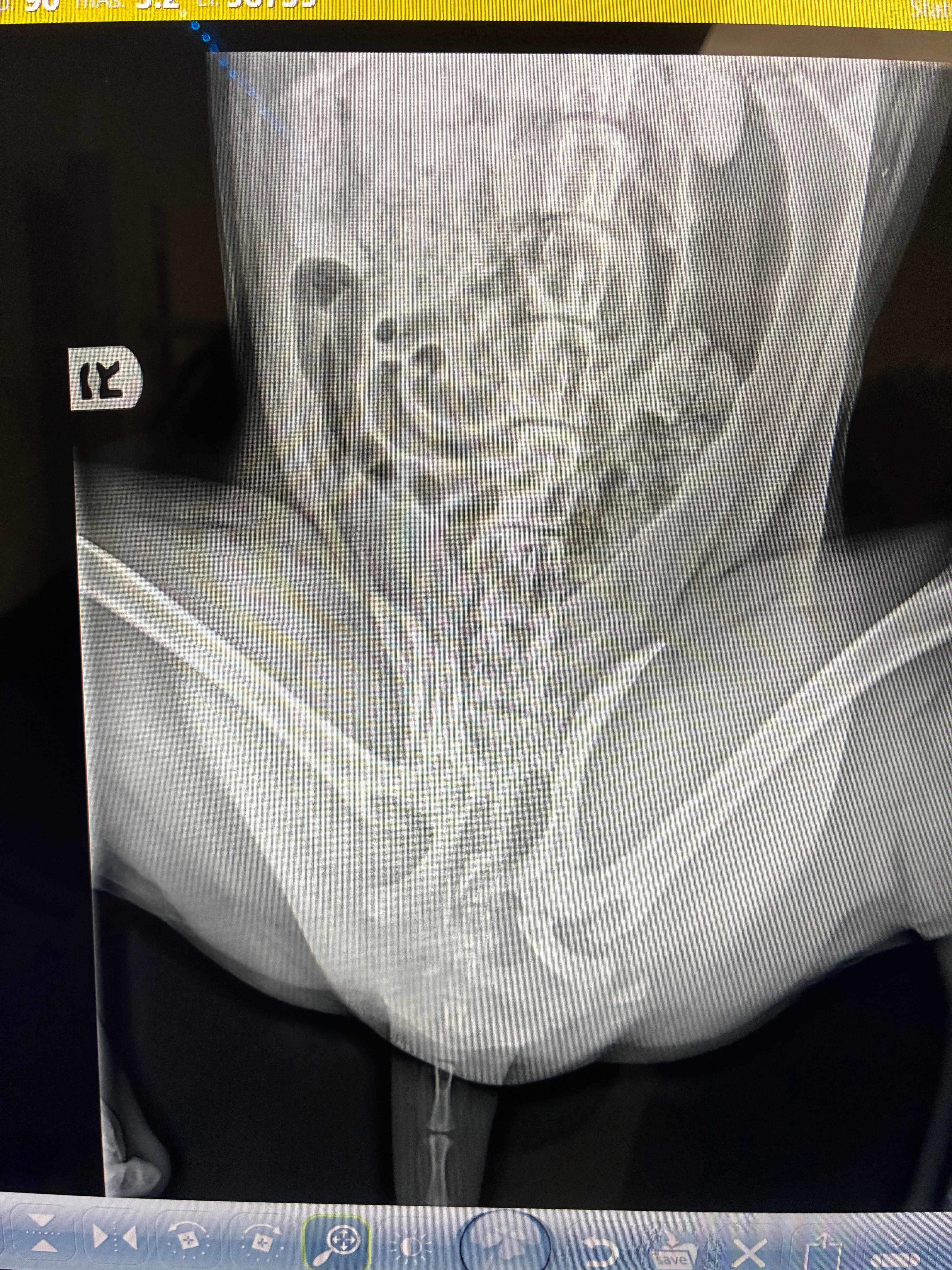 Support Nox's Recovery from Severe Injuries campaign photo, 6 of 8