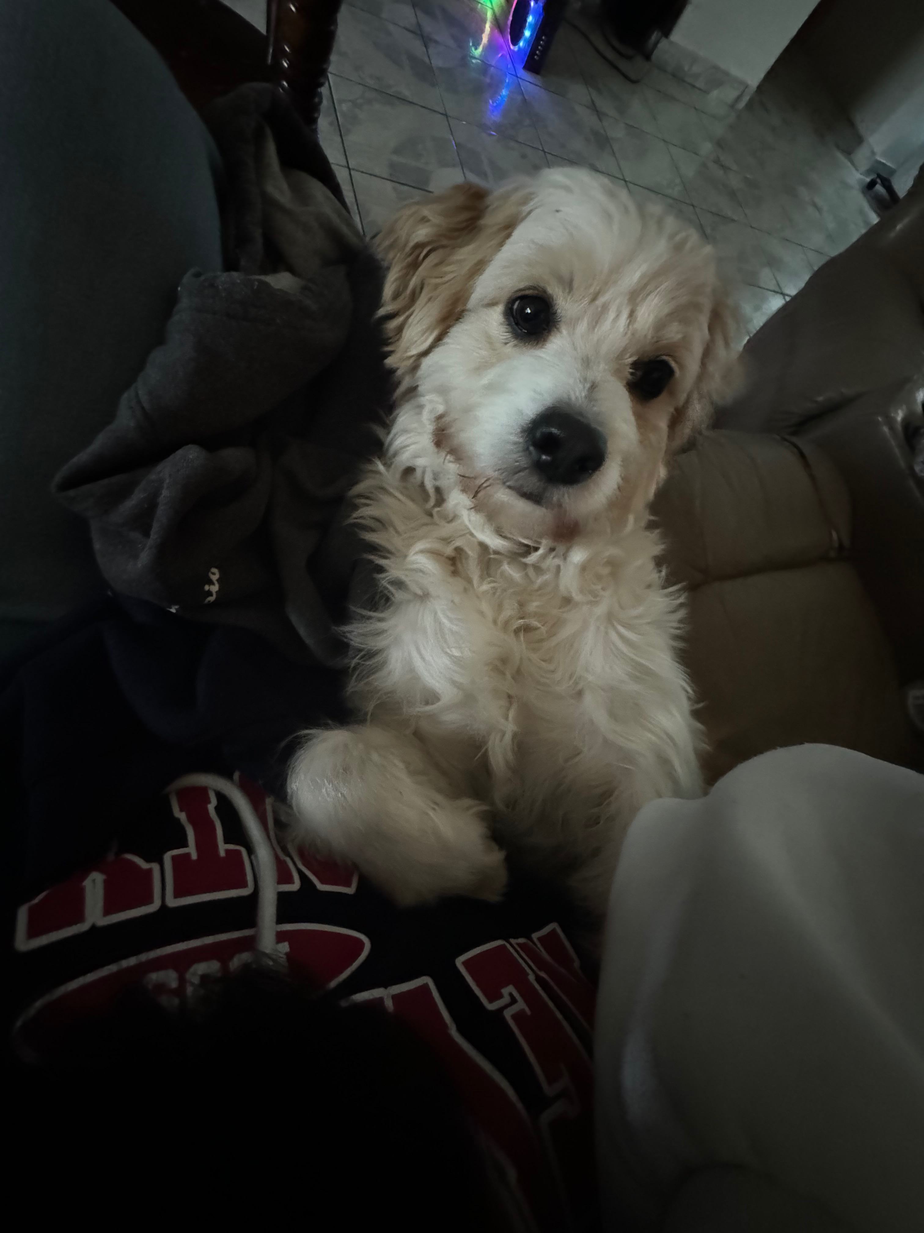Support Max's Urgent Medical Treatment campaign photo, 5 of 6