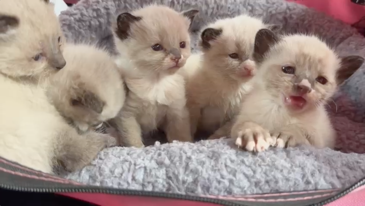 User-uploaded image 1