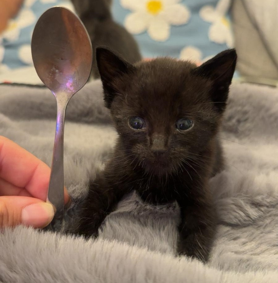 User-uploaded image 2