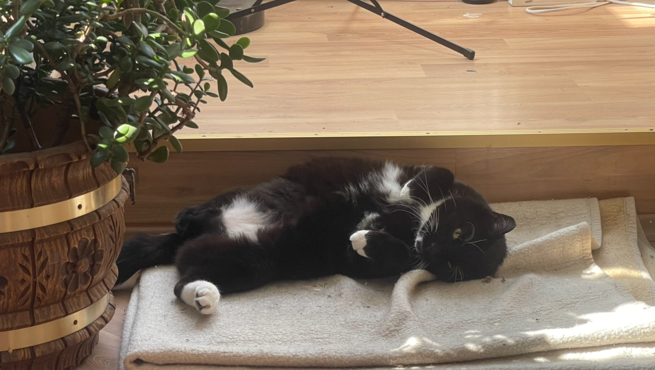 Spende für Medikamente meiner Katze photo