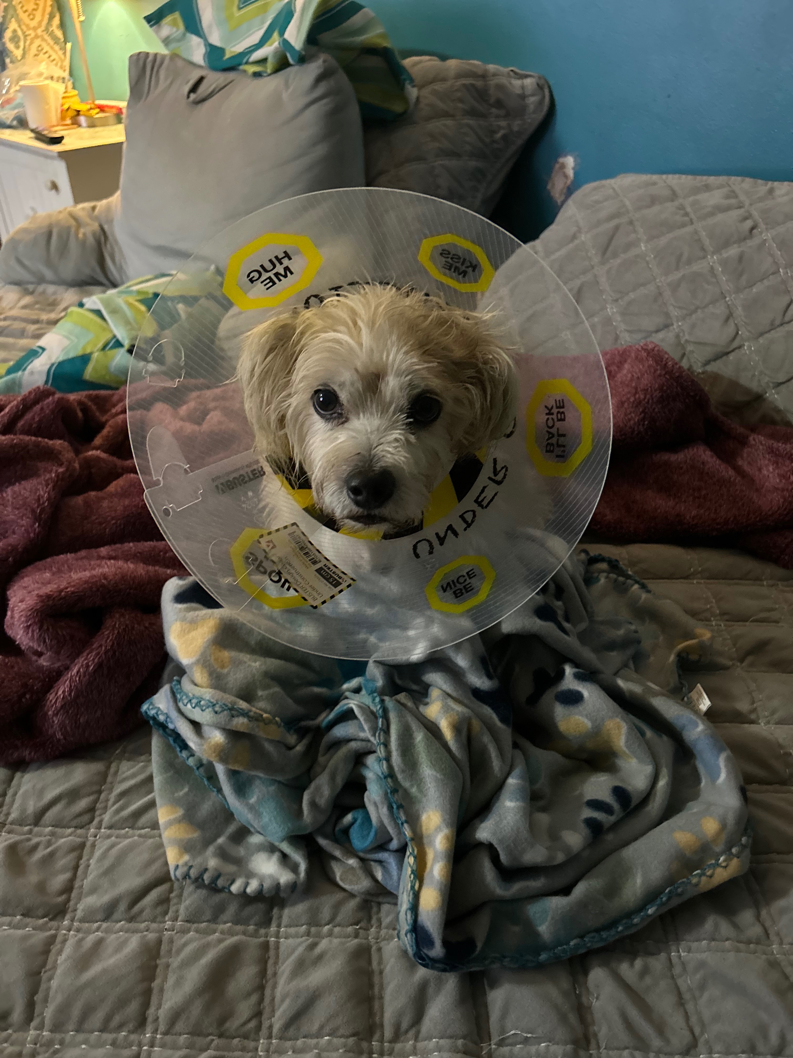 Support Gatsby and his  Medical Care campaign photo, 2 of 6