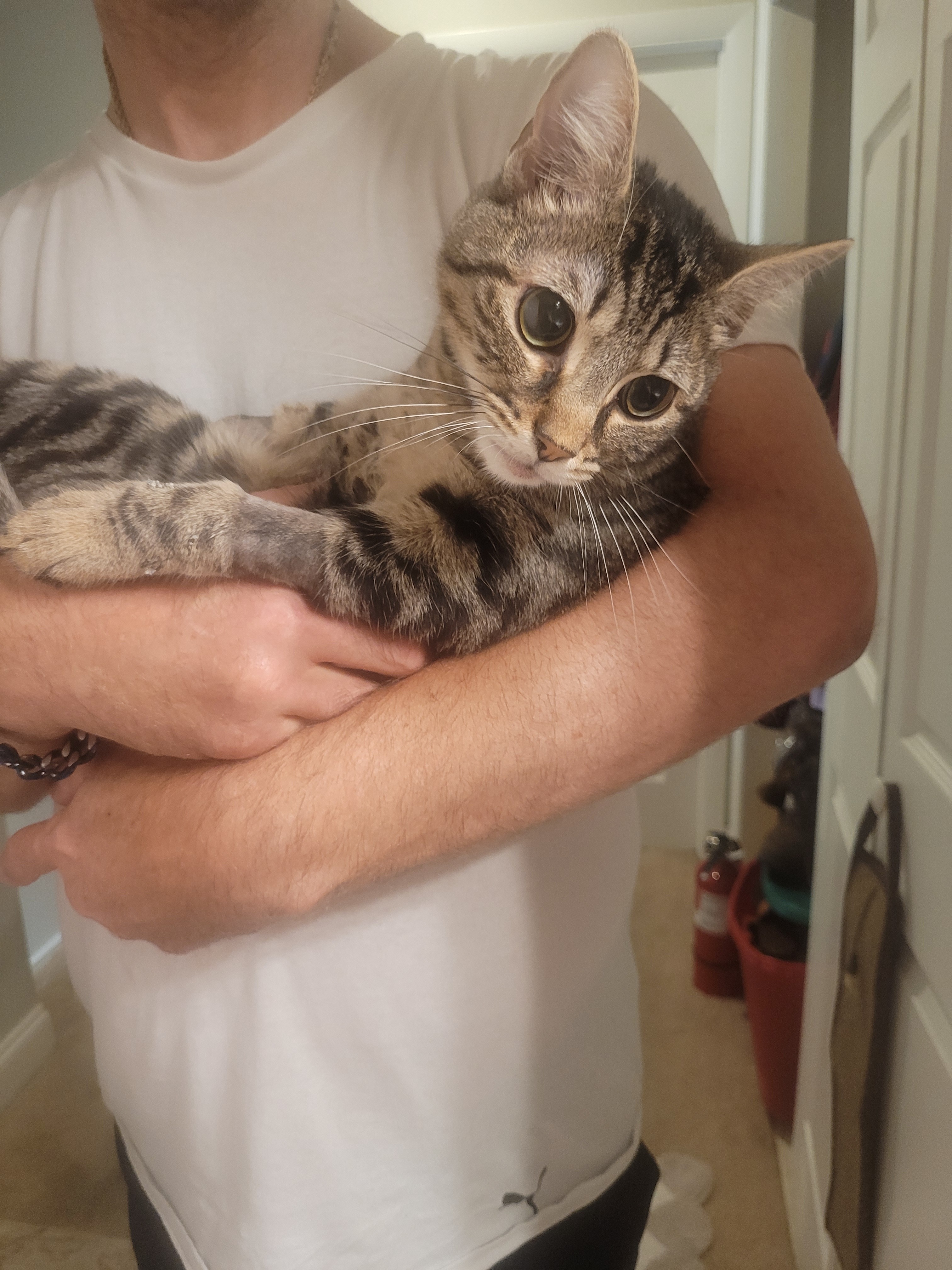 Save Daemon: Urgent Surgery Needed campaign photo, 2 of 4