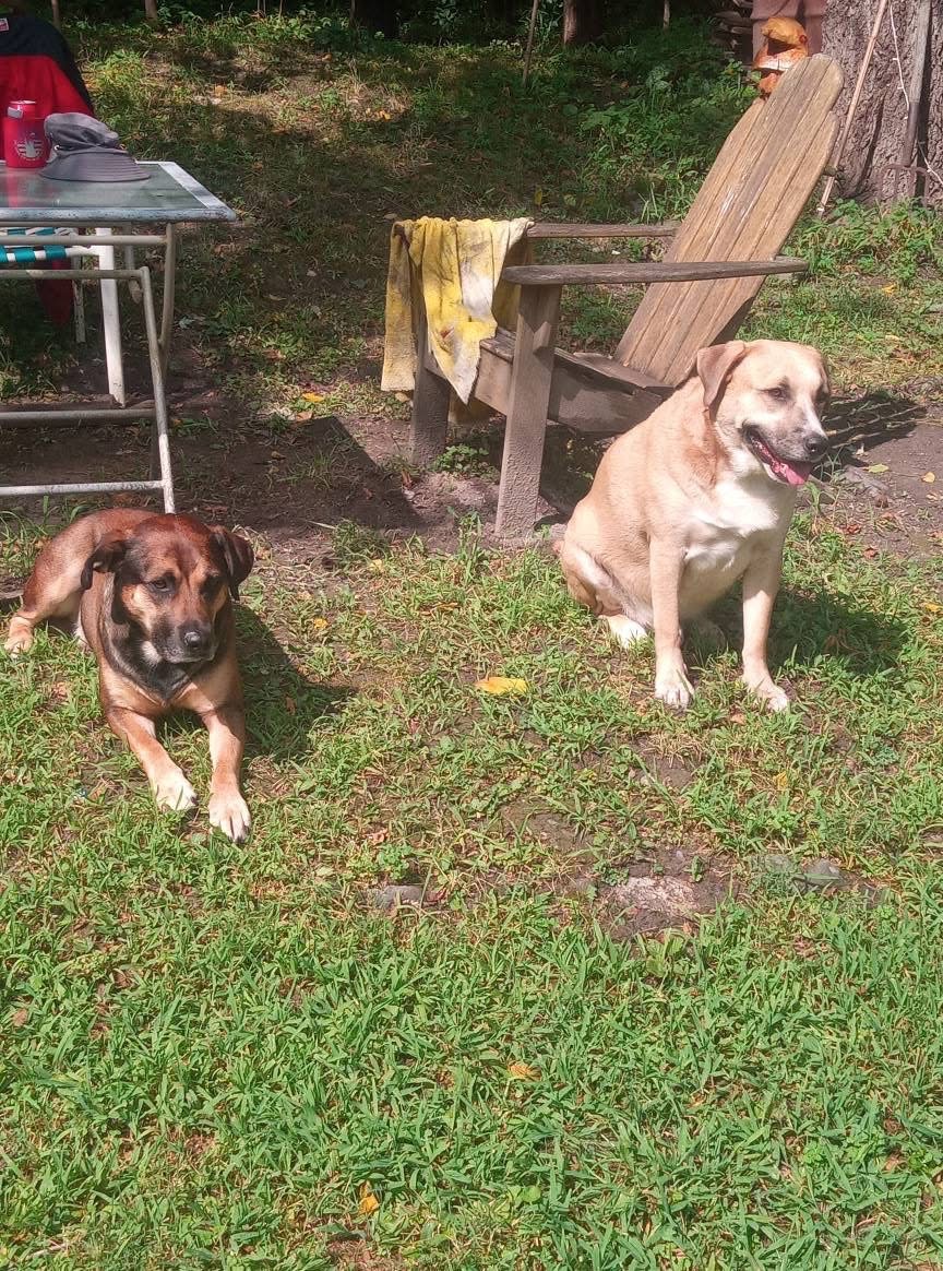 Support Ollie and Buddy's New Beginning campaign photo, 4 of 5