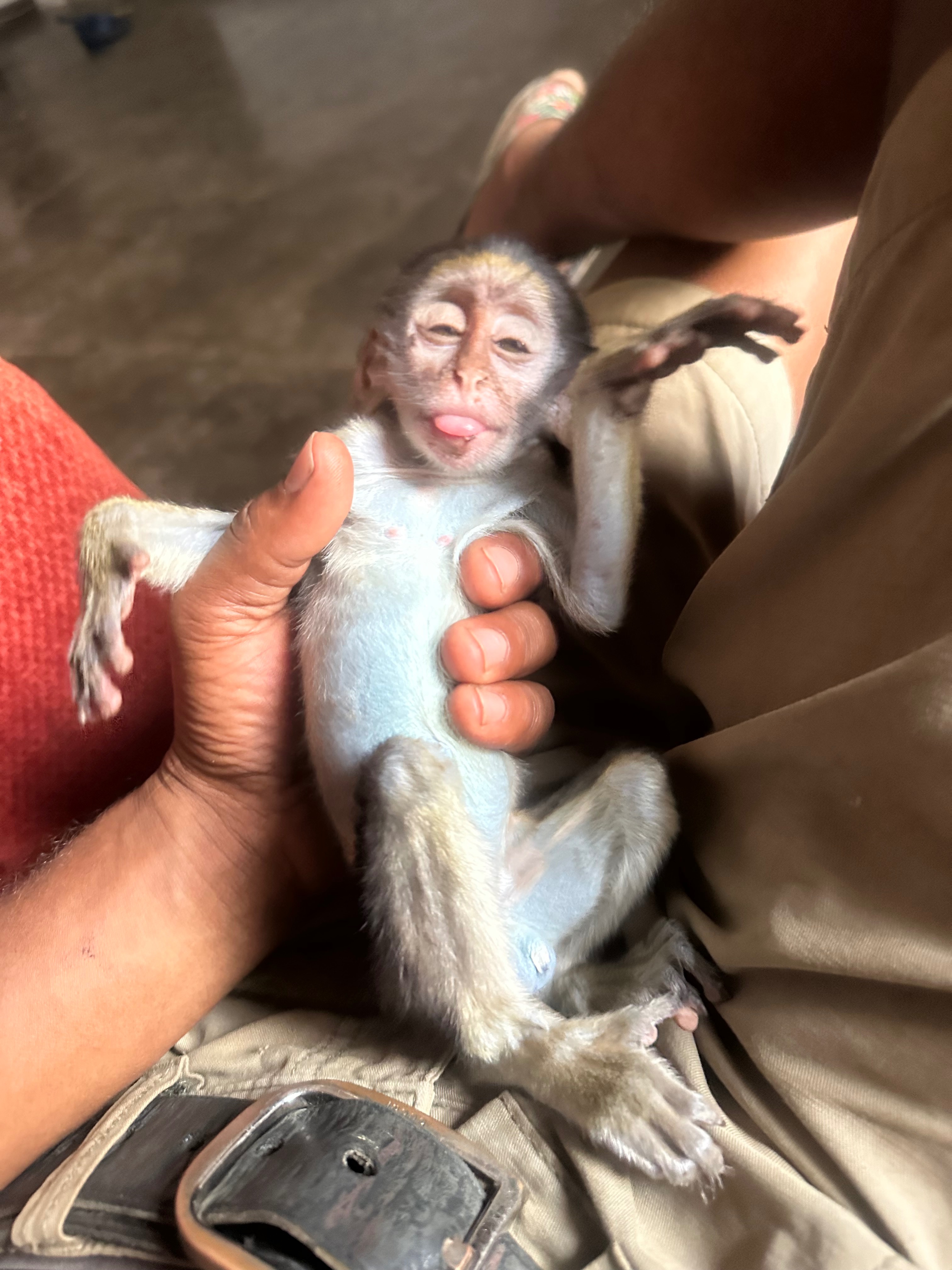 Help Rescue Orphaned Monkeys from the Bushmeat Trade campaign photo, 7 of 8