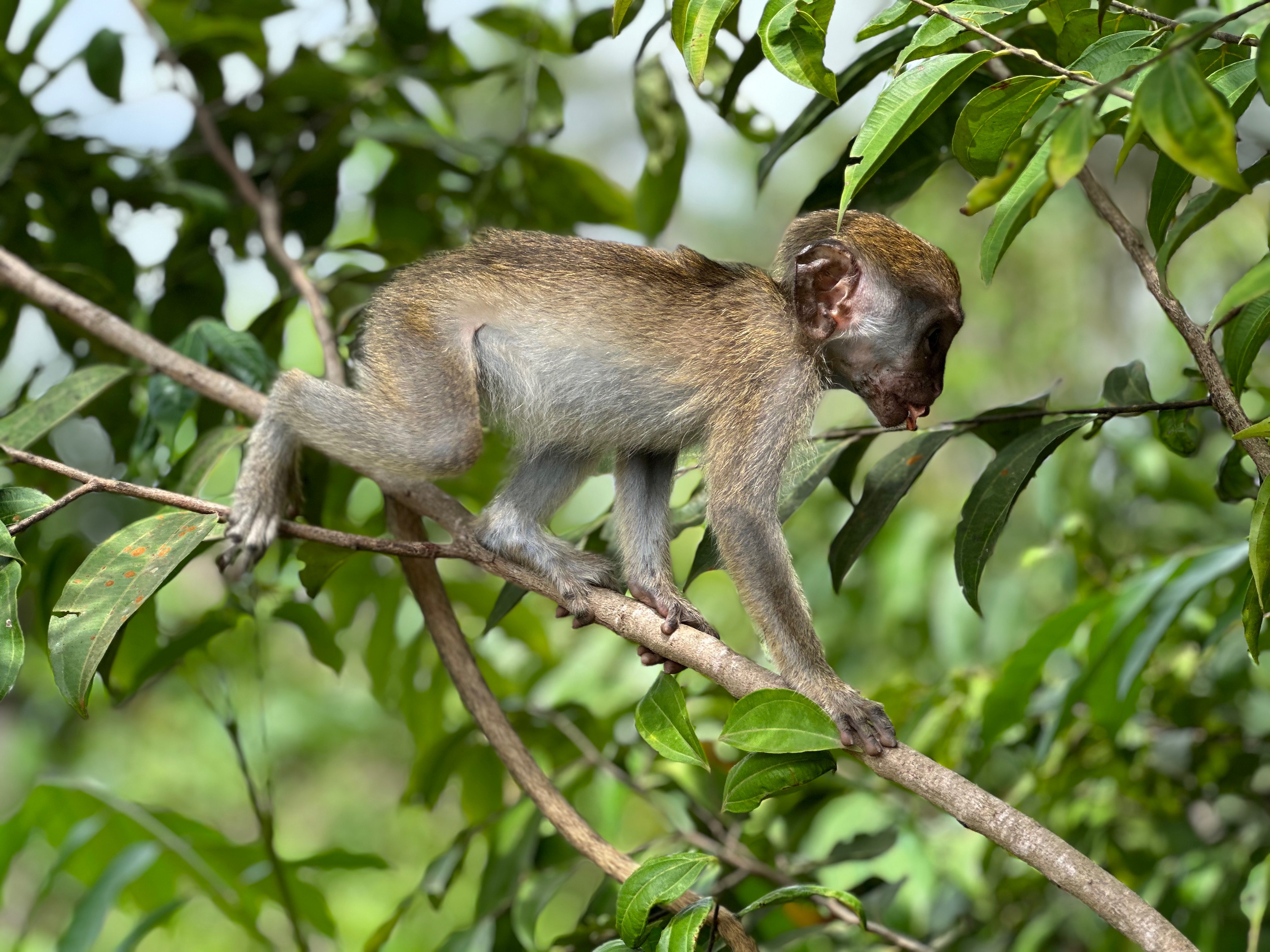 Help Rescue Orphaned Monkeys from the Bushmeat Trade campaign photo, 2 of 8