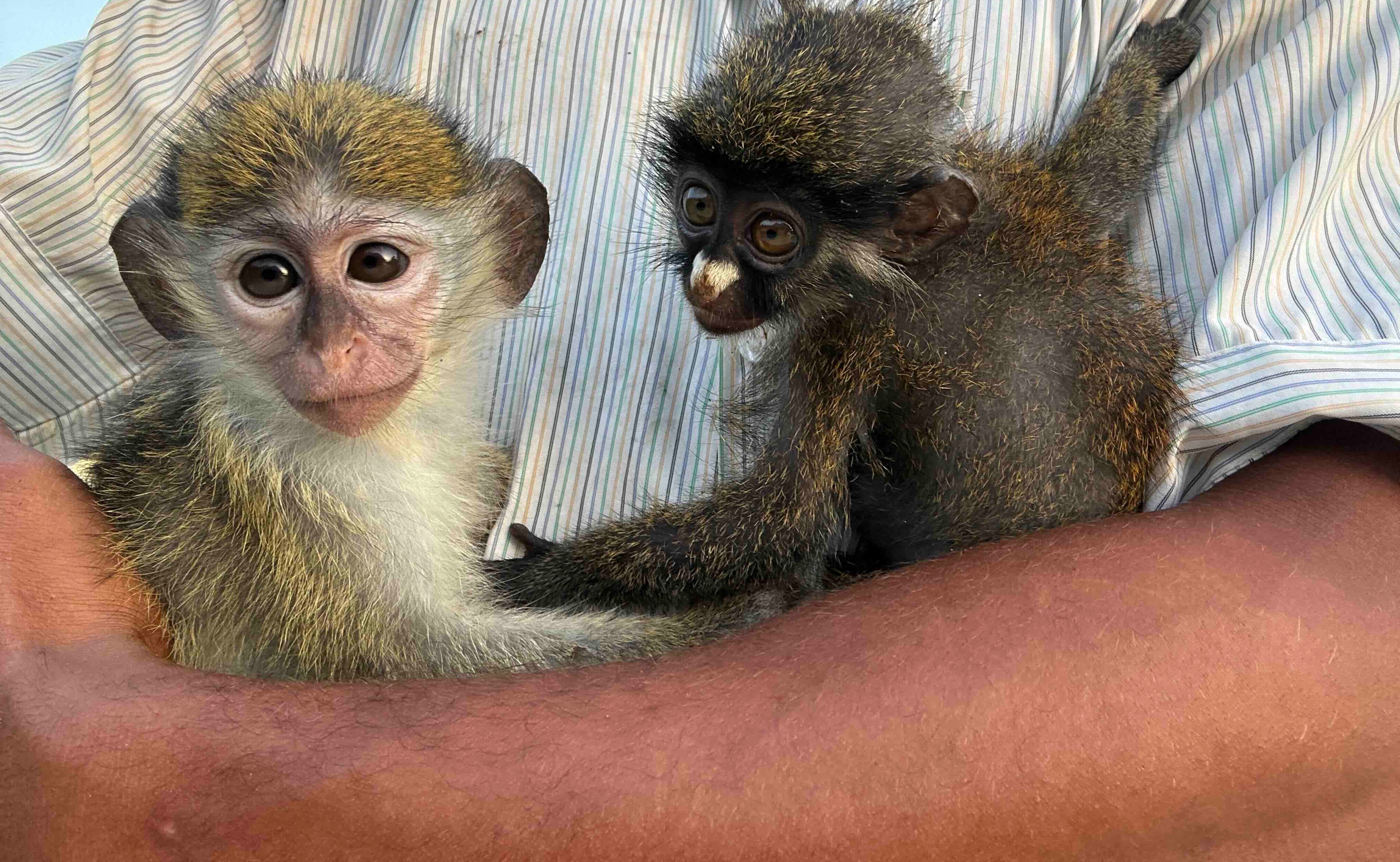 Help Rescue Orphaned Monkeys from the Bushmeat Trade campaign photo, 4 of 8