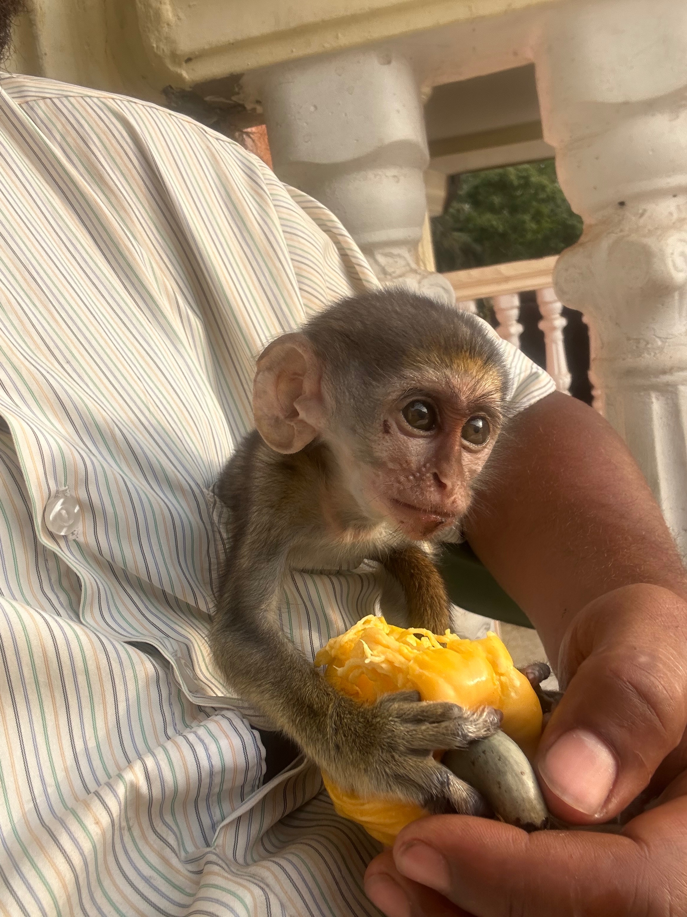 Help Rescue Orphaned Monkeys from the Bushmeat Trade campaign photo, 5 of 8