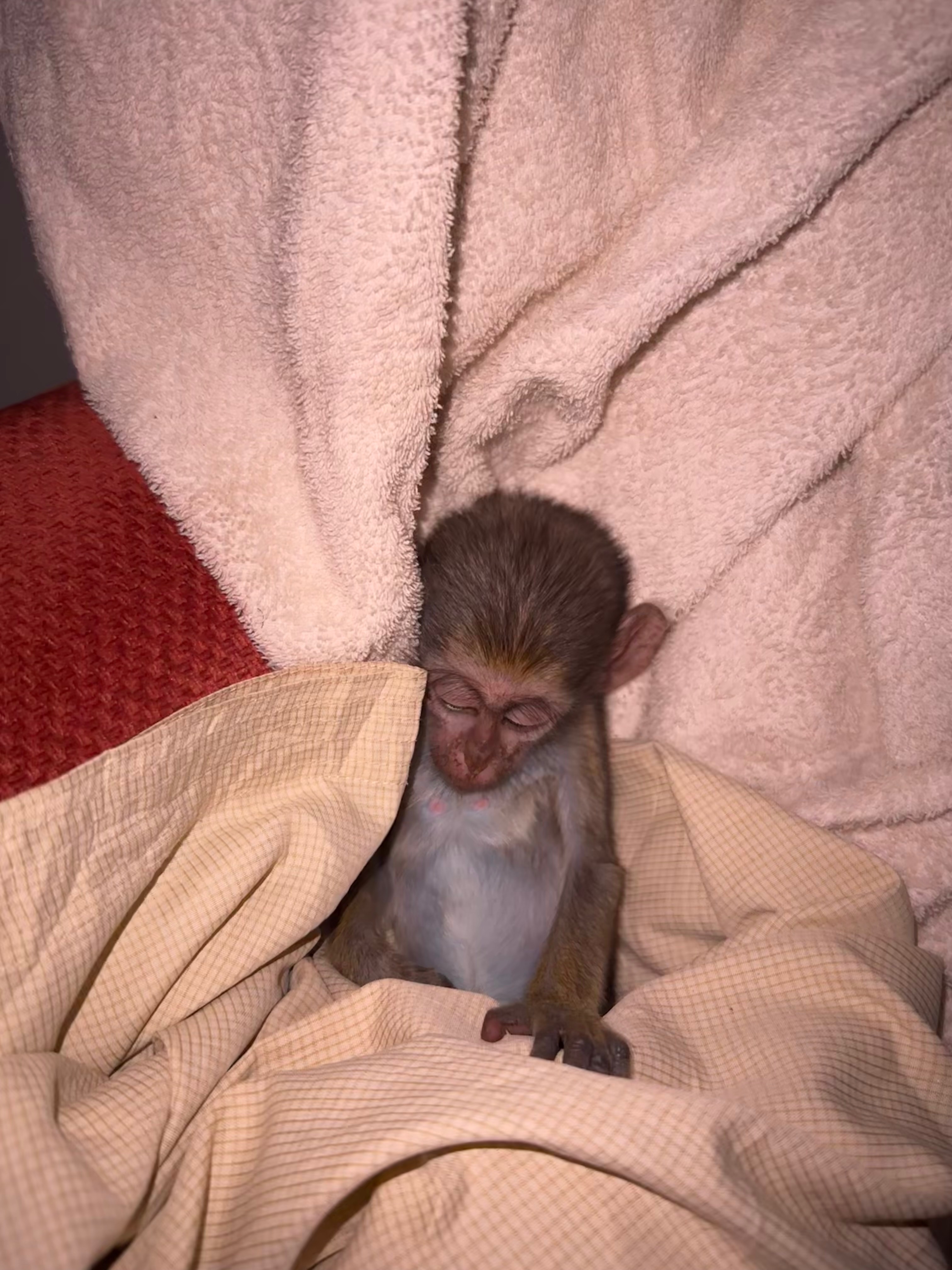 Help Rescue Orphaned Monkeys from the Bushmeat Trade campaign photo, 6 of 8