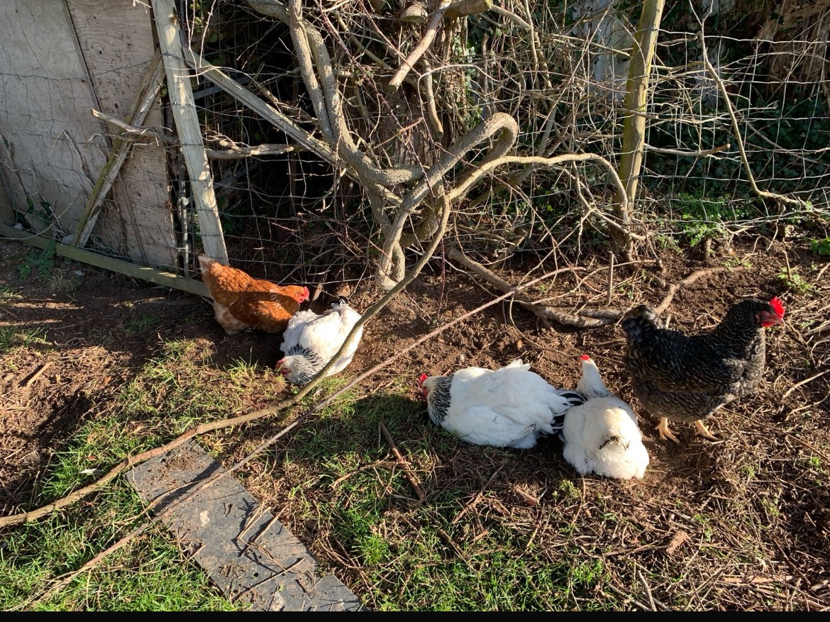 Replace our hens killed by a fox campaign photo, 4 of 5