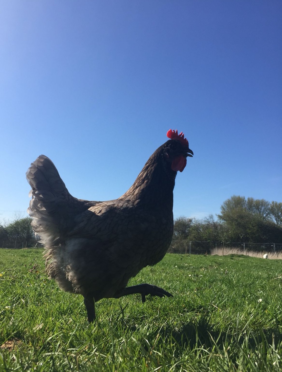 Replace our hens killed by a fox campaign photo, 2 of 5