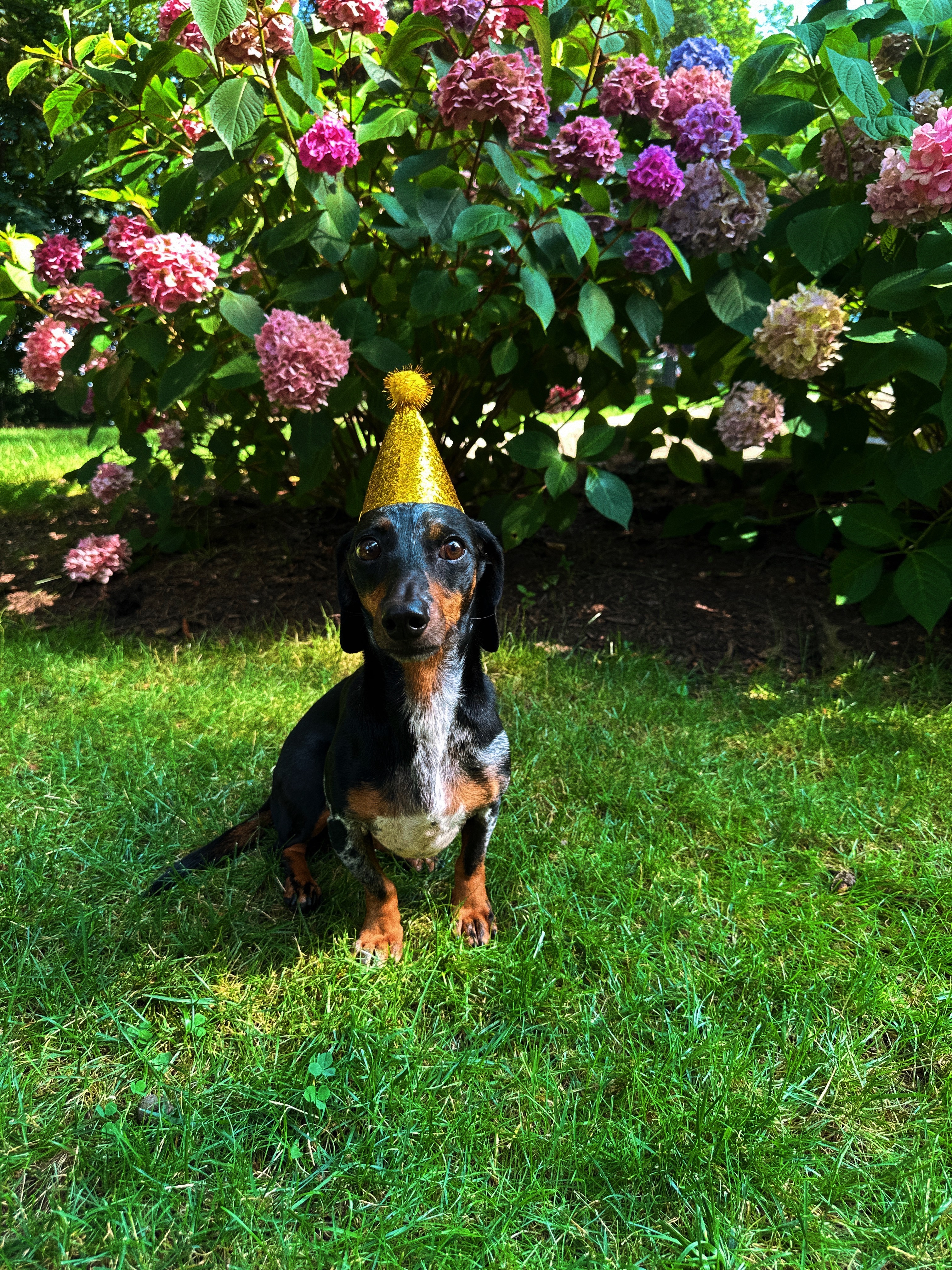 Help Otis Walk Again - Sweet Boy Needs Spinal Surgery campaign photo, 4 of 6