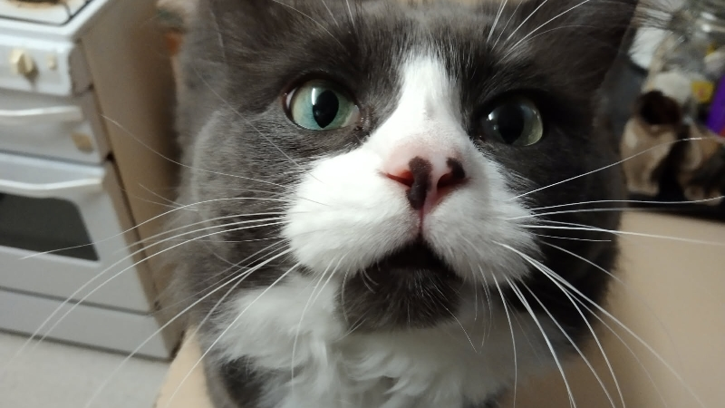 Urgent! Vet support needed for Munchkin, mums baby photo