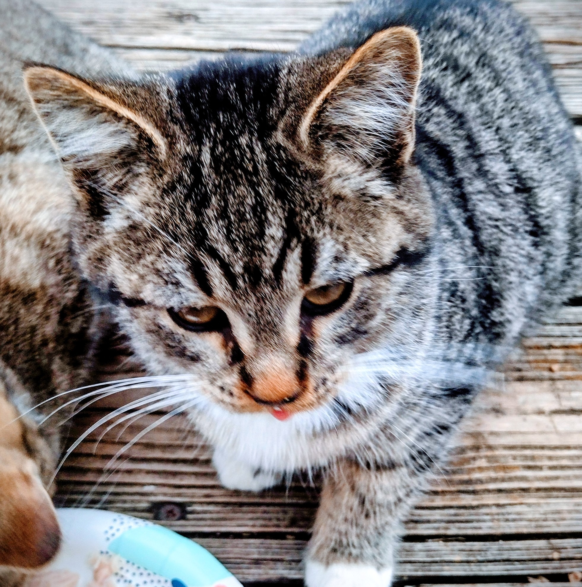 Support for Food and Care for Outdoor Cats campaign photo, 2 of 8