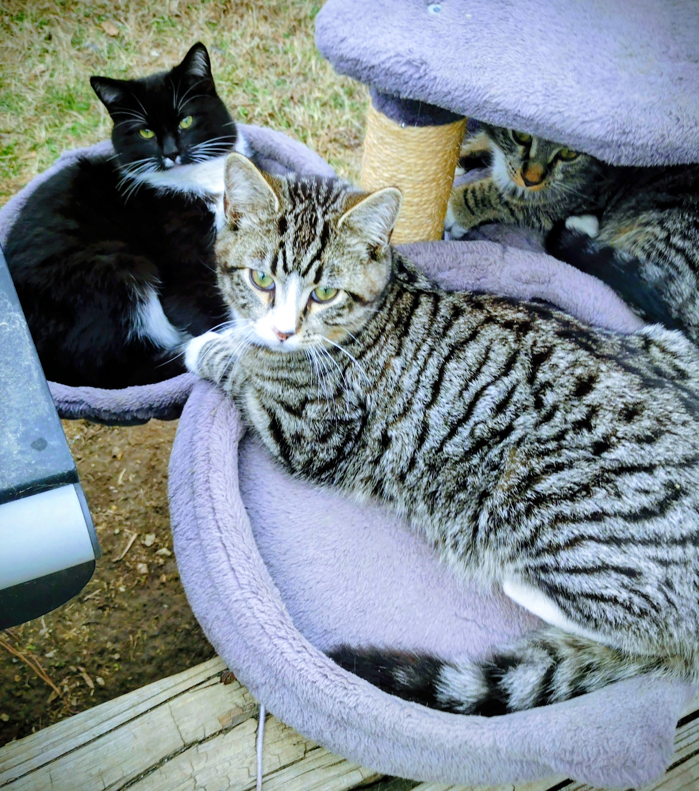 Support for Food and Care for Outdoor Cats campaign photo, 4 of 8