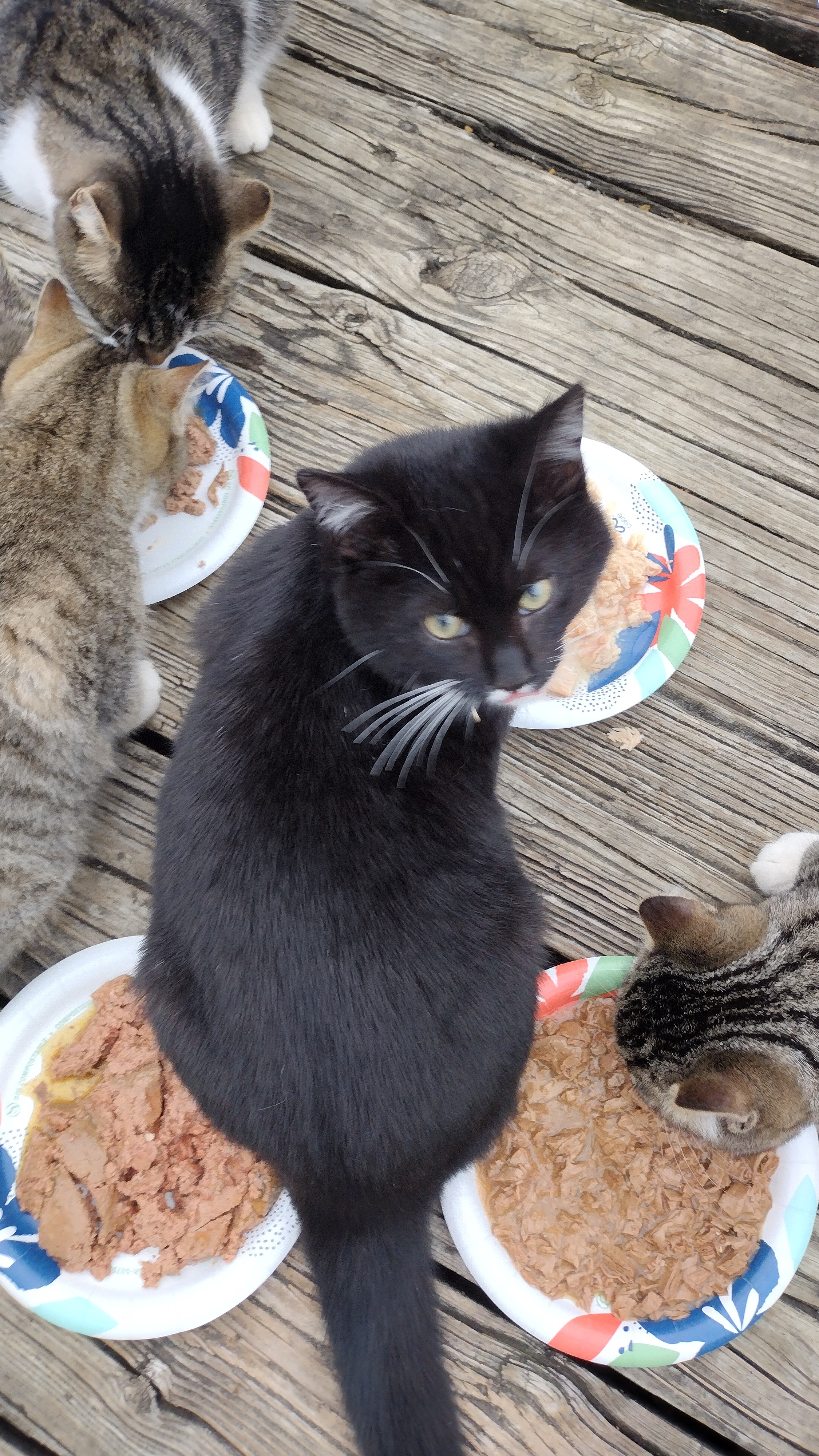 Support for Food and Care for Outdoor Cats campaign photo, 5 of 8