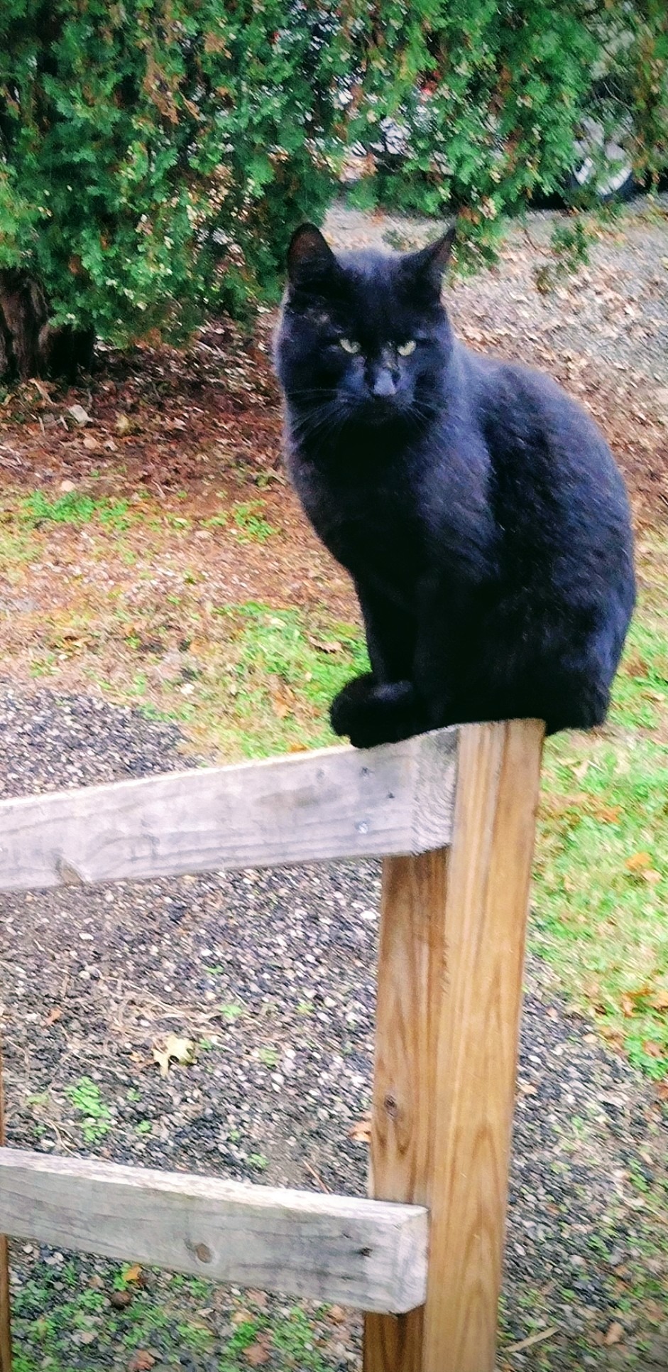 Support for Food and Care for Outdoor Cats campaign photo, 6 of 8