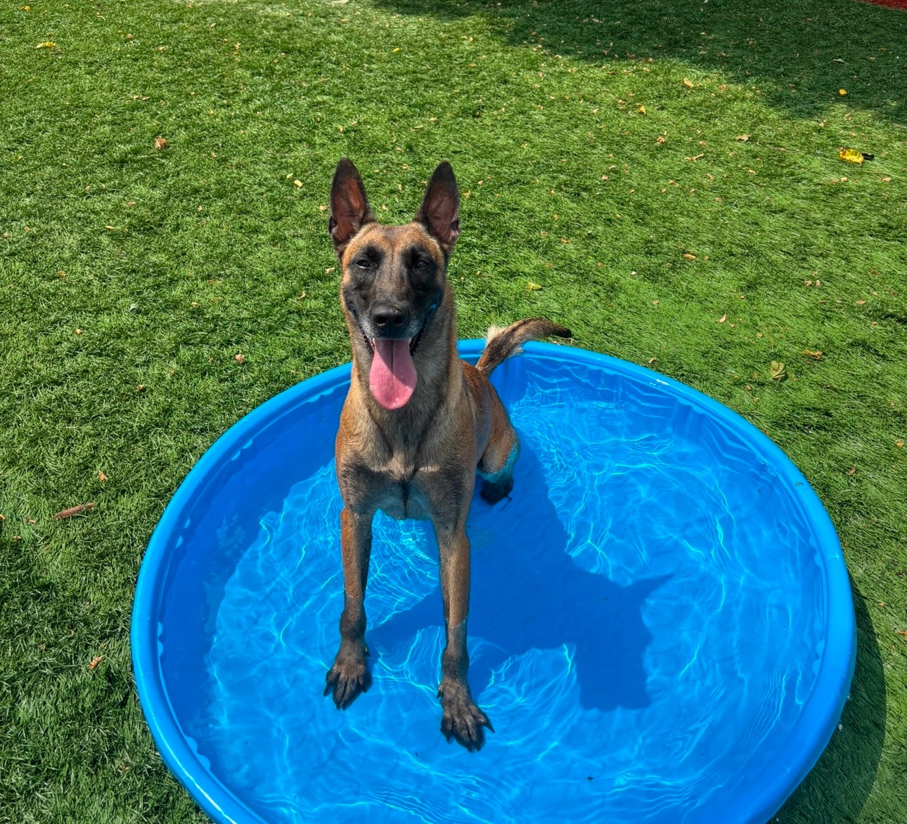 Support Daizy's Journey to a Forever Home campaign photo, 4 of 8