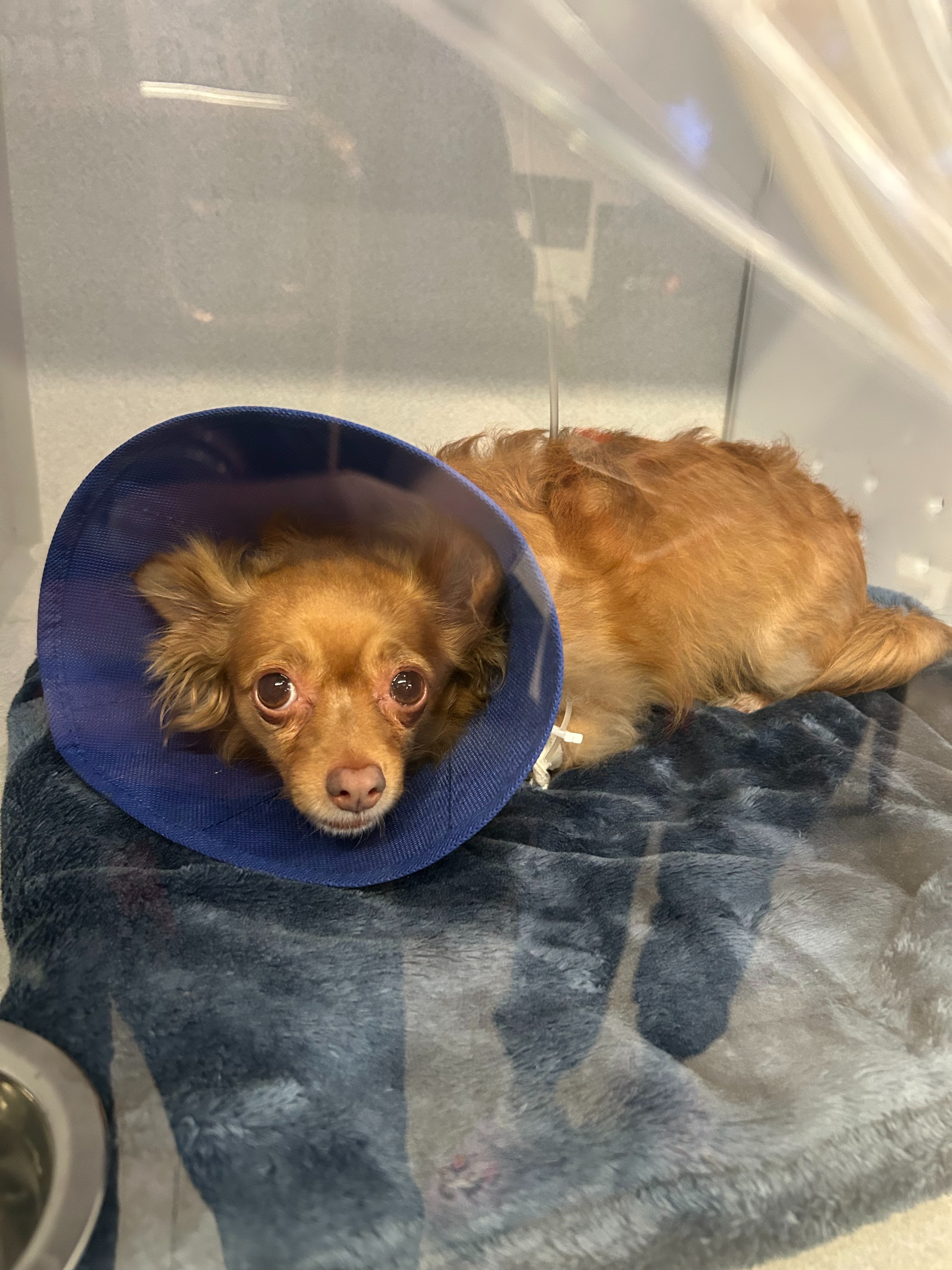 Support for Family and pets devastated by a house fire campaign photo, 5 of 6