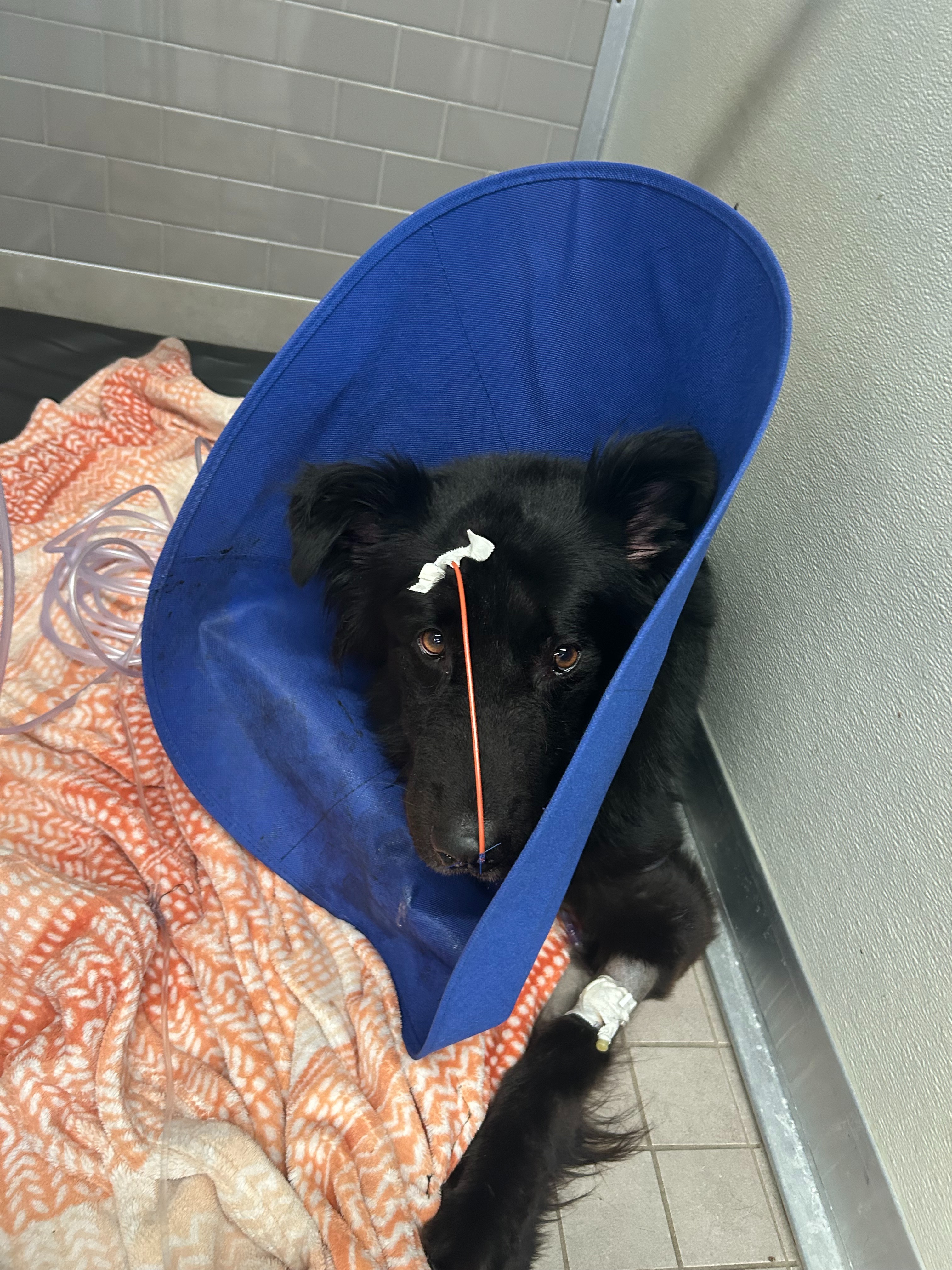 Support for Family and pets devastated by a house fire campaign photo, 2 of 6