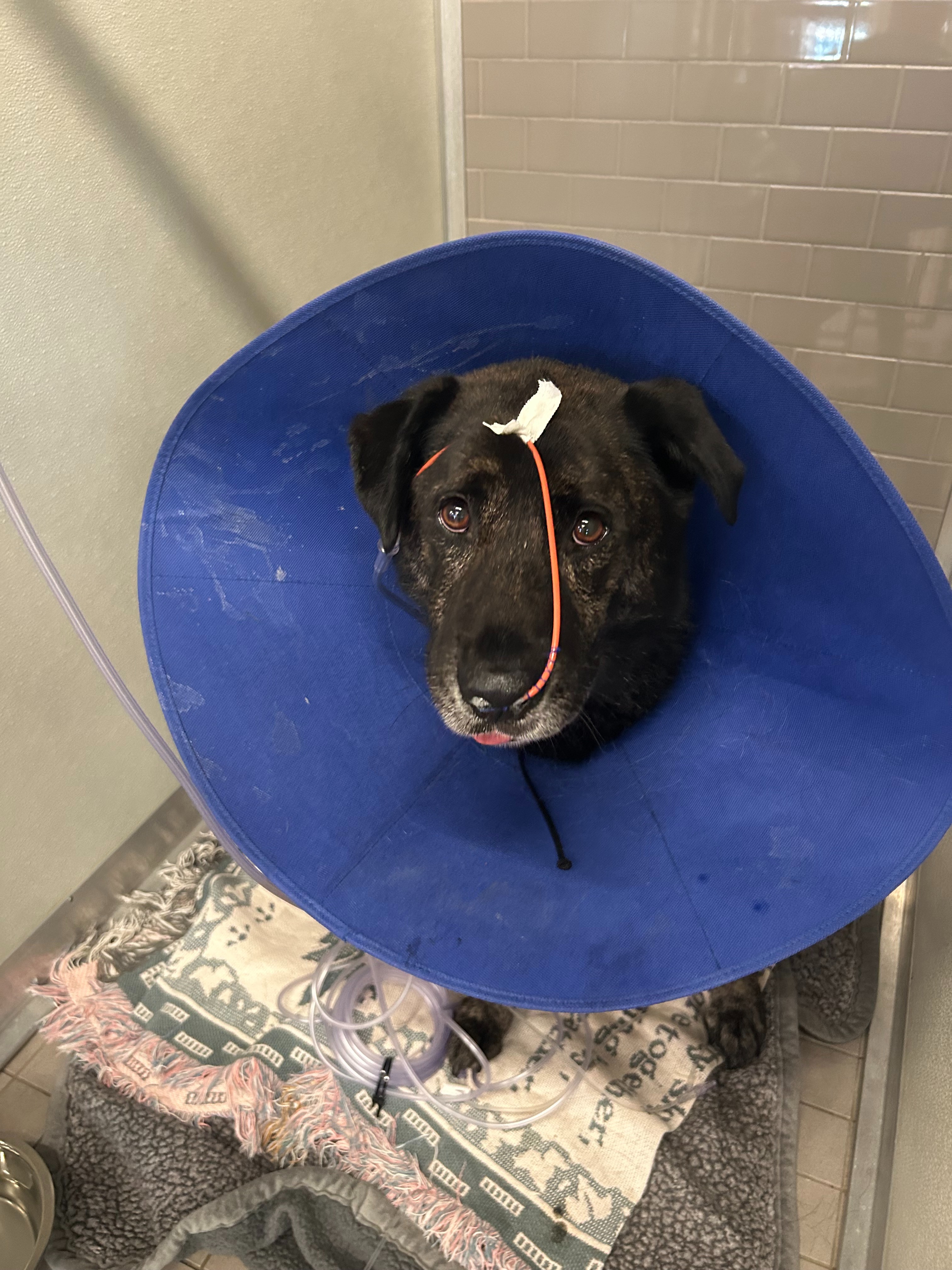 Support for Family and pets devastated by a house fire campaign photo, 4 of 6