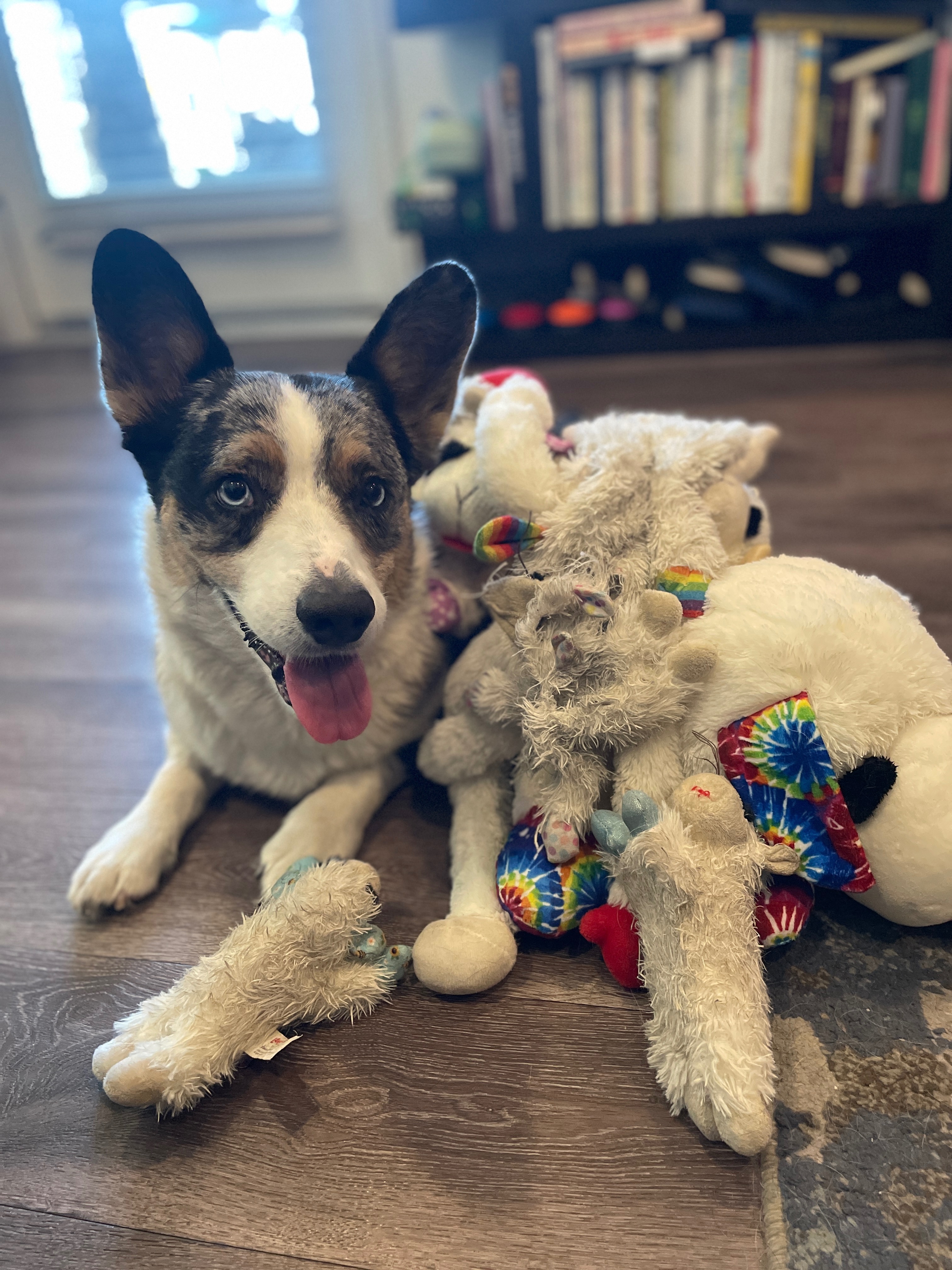 Hudson Needs Your Help for Life-Saving Surgery campaign photo, 7 of 8
