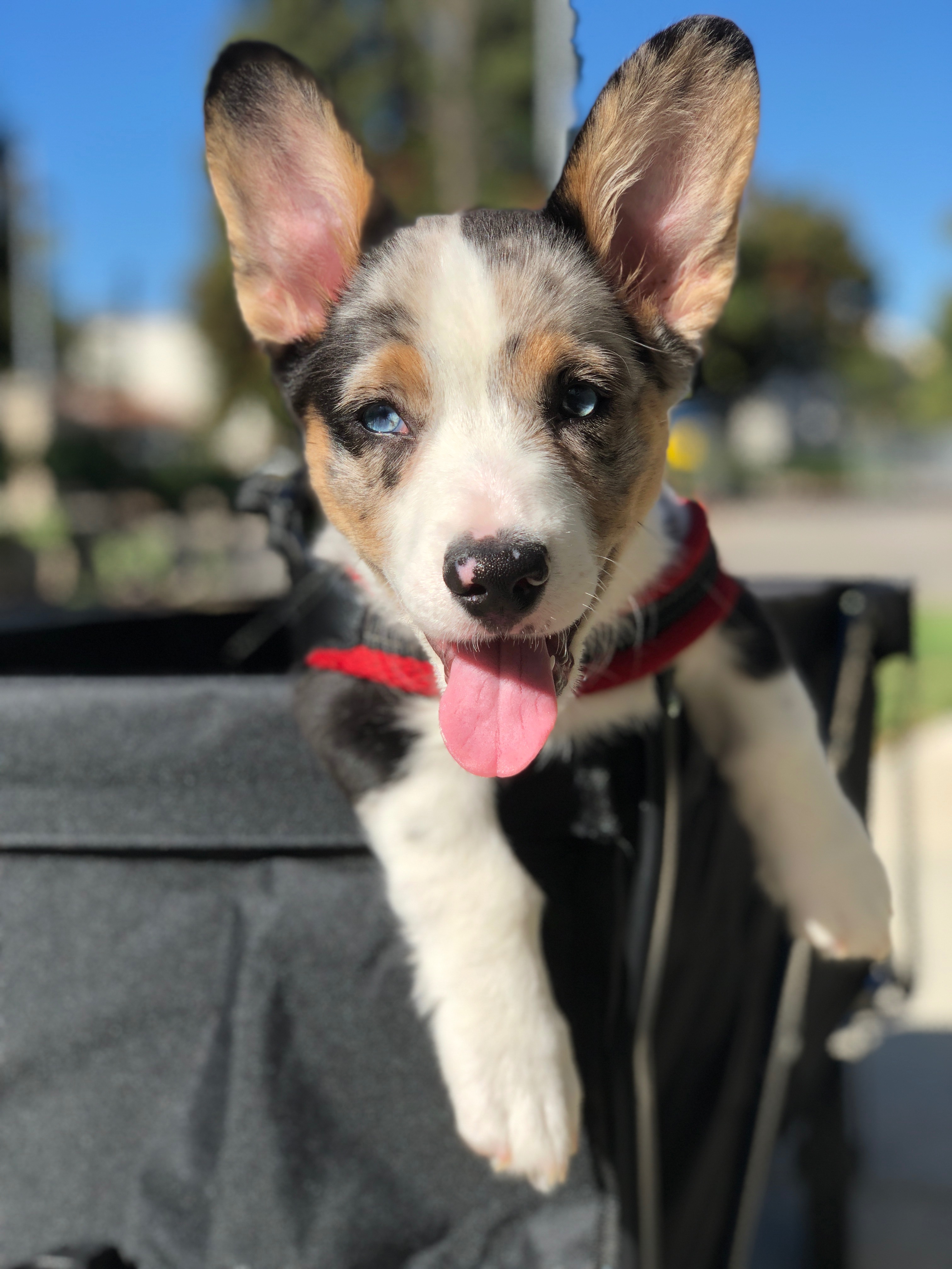 Hudson Needs Your Help for Life-Saving Surgery campaign photo, 2 of 8