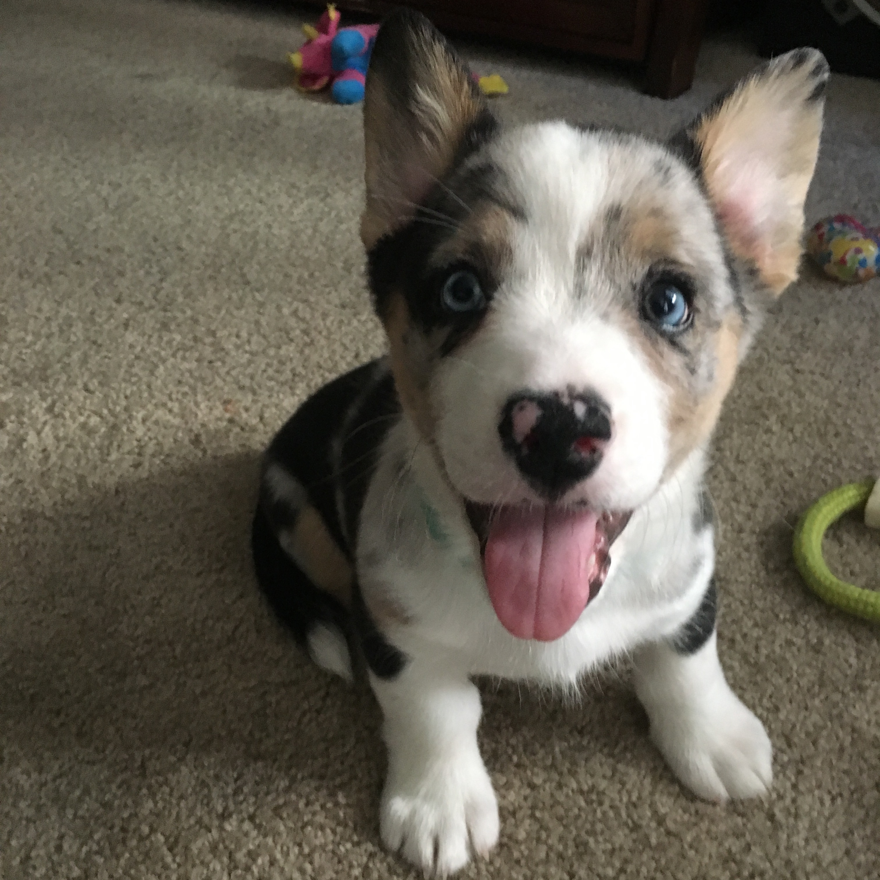 Hudson Needs Your Help for Life-Saving Surgery campaign photo, 4 of 8
