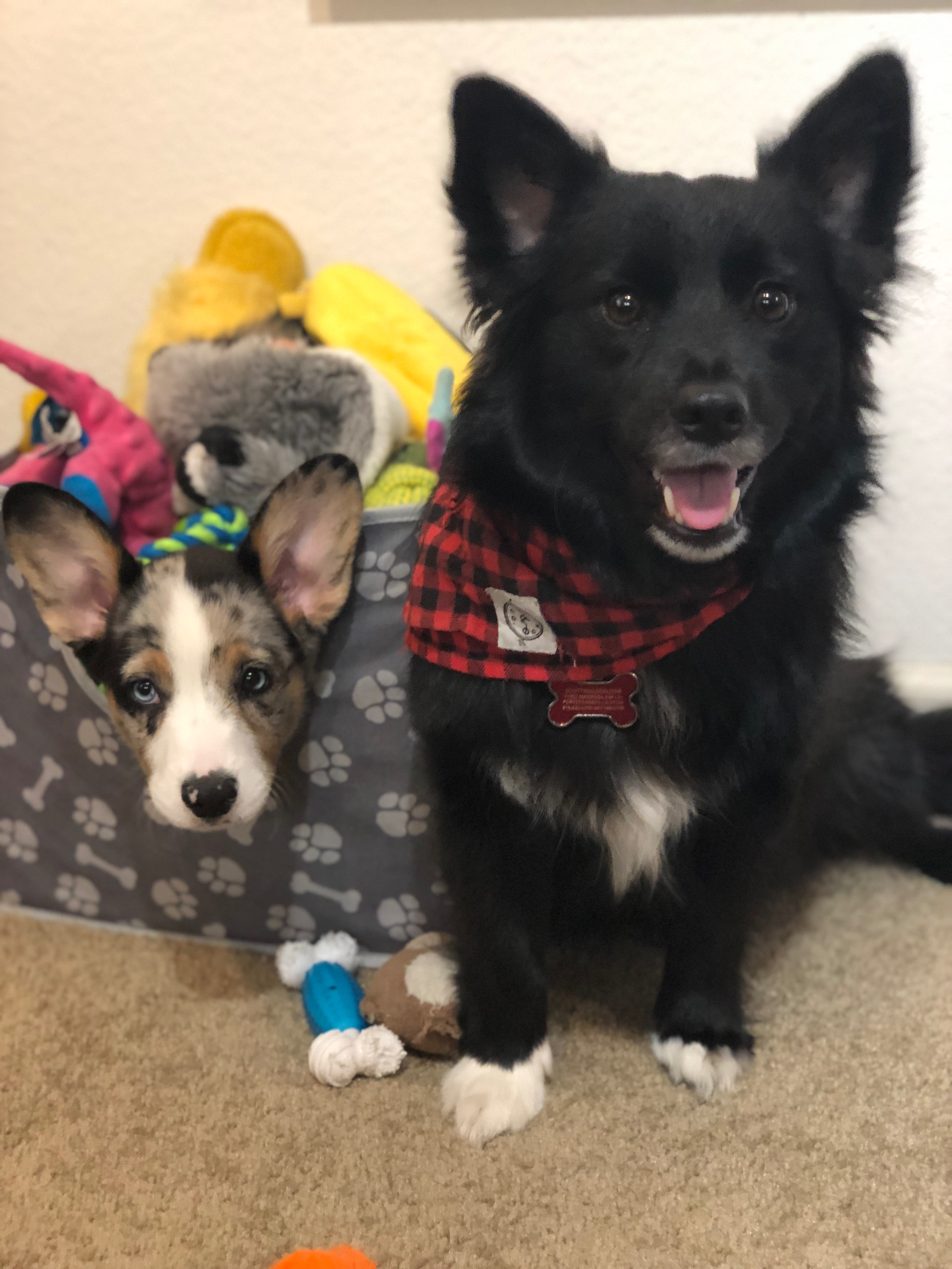 Hudson Needs Your Help for Life-Saving Surgery campaign photo, 5 of 8