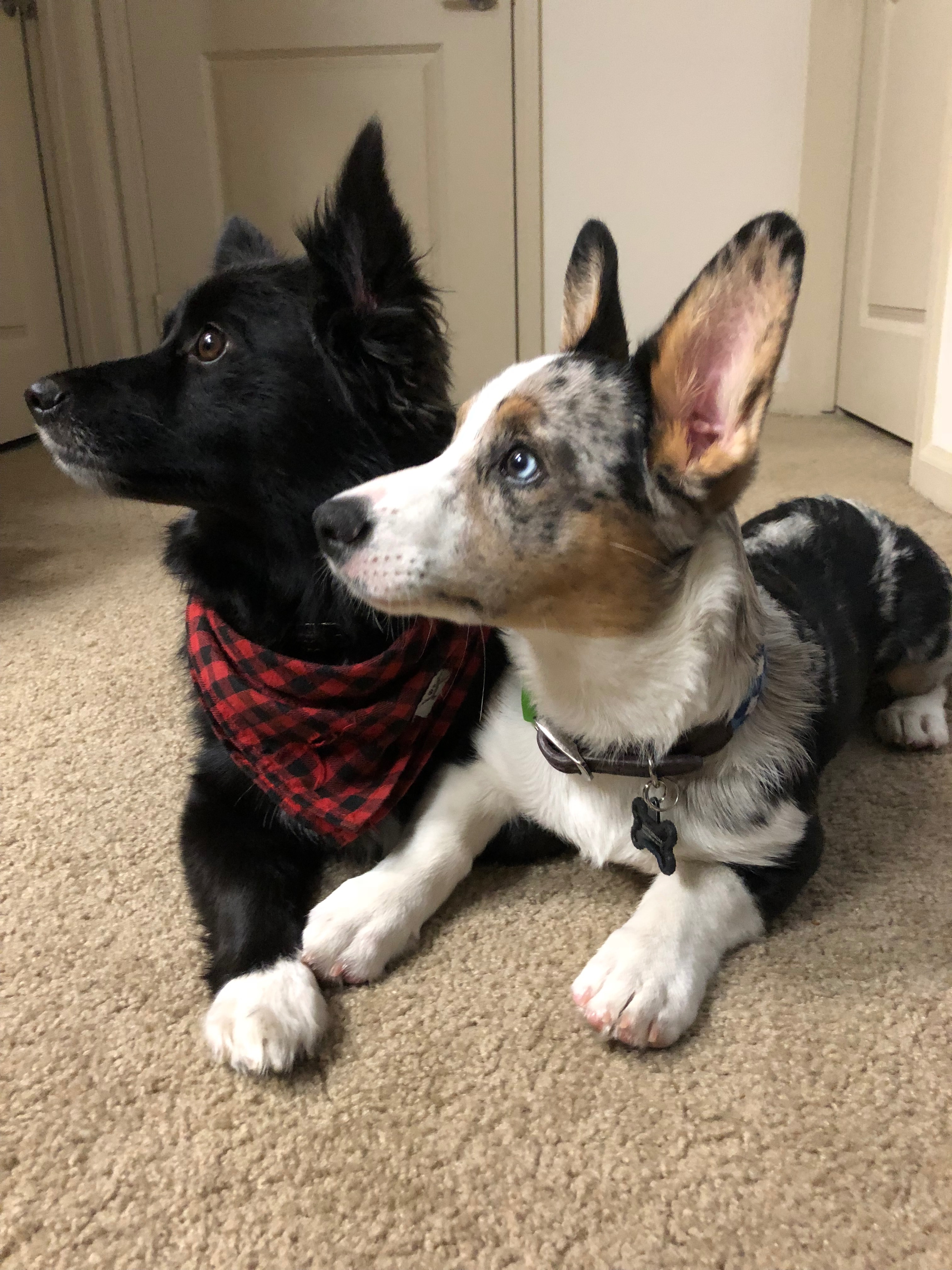 Hudson Needs Your Help for Life-Saving Surgery campaign photo, 6 of 8
