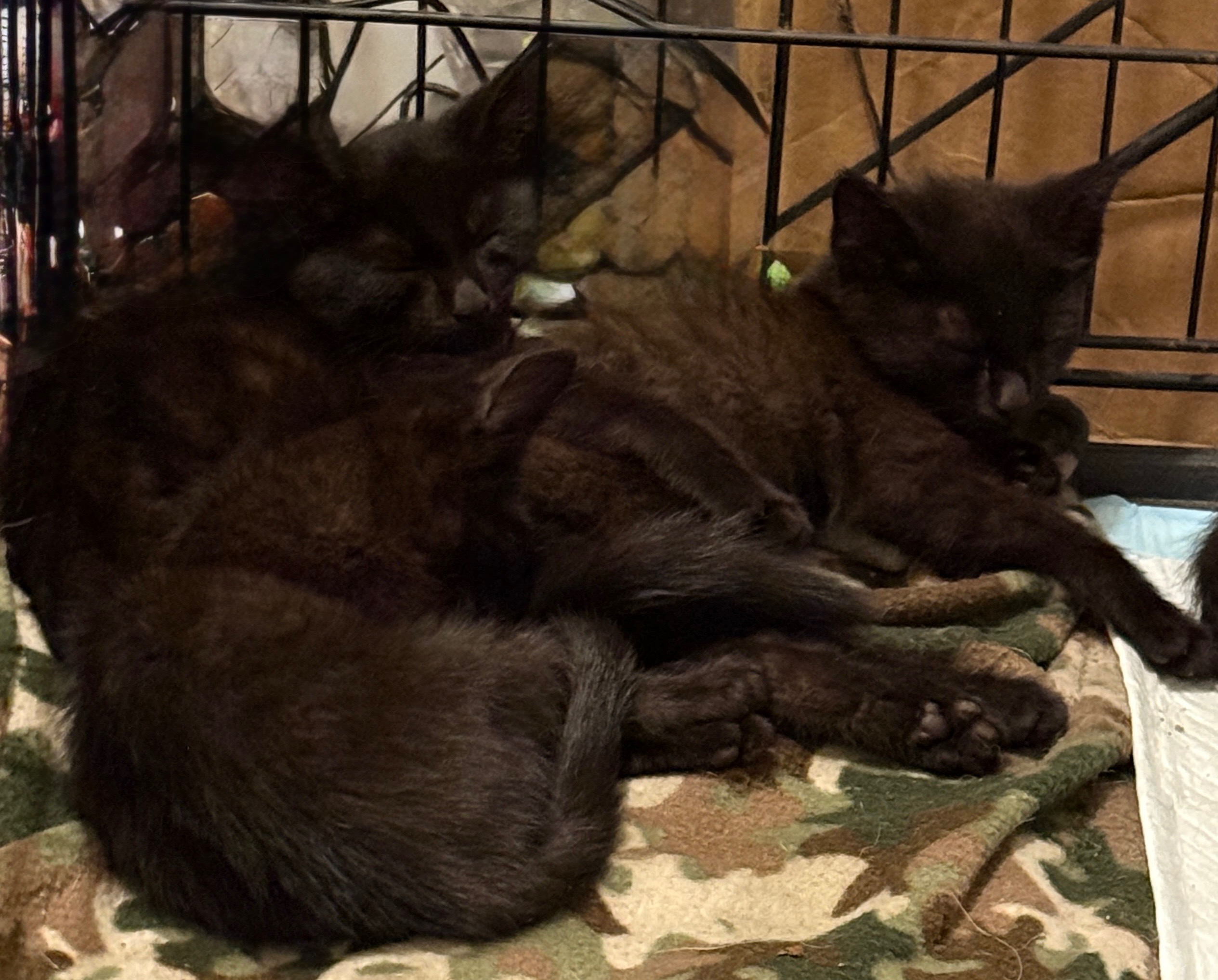 Help With Stray Kittens: Support Needed campaign photo, 7 of 8
