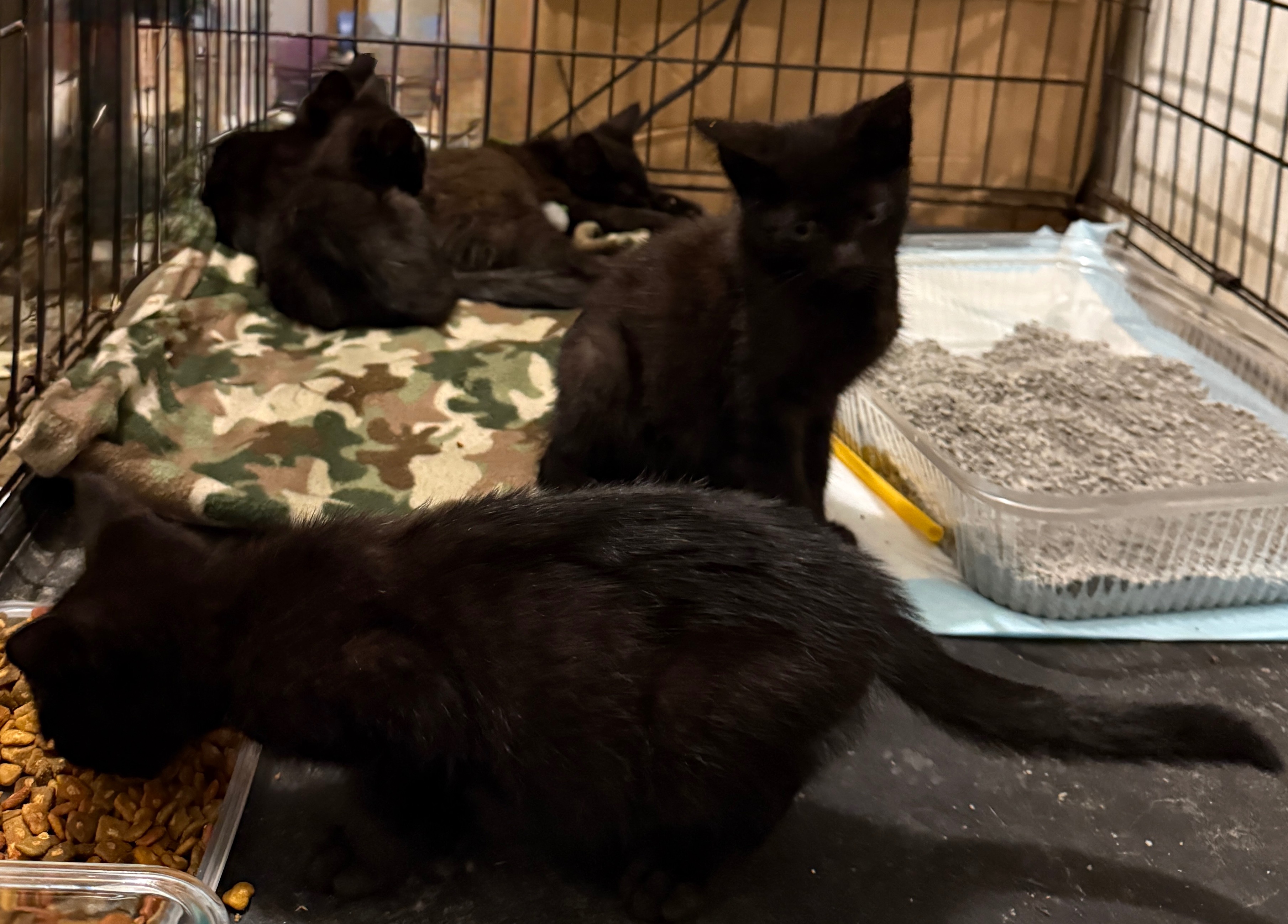 Help With Stray Kittens: Support Needed campaign photo, 2 of 8