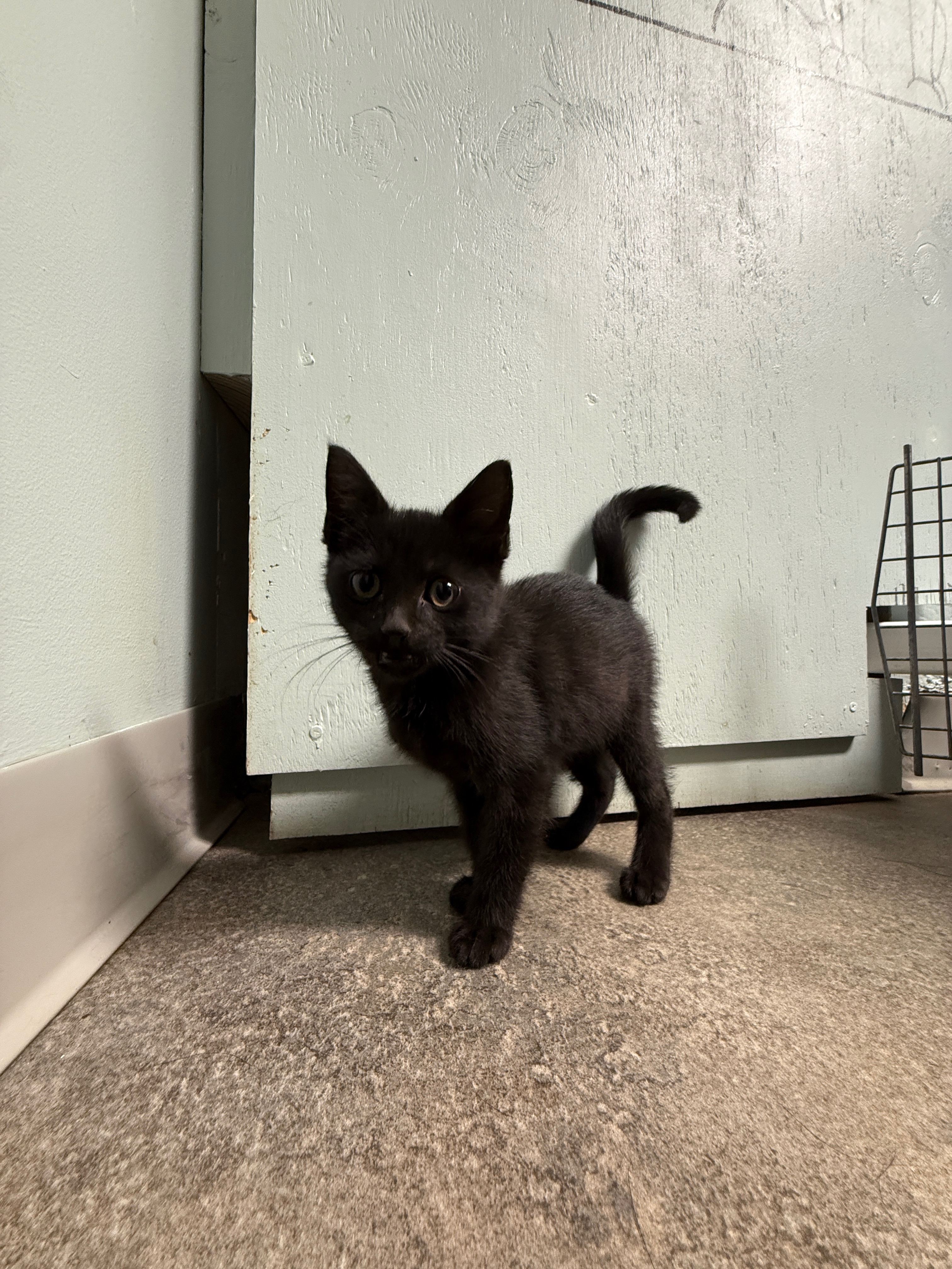 Help With Stray Kittens: Support Needed campaign photo, 4 of 8