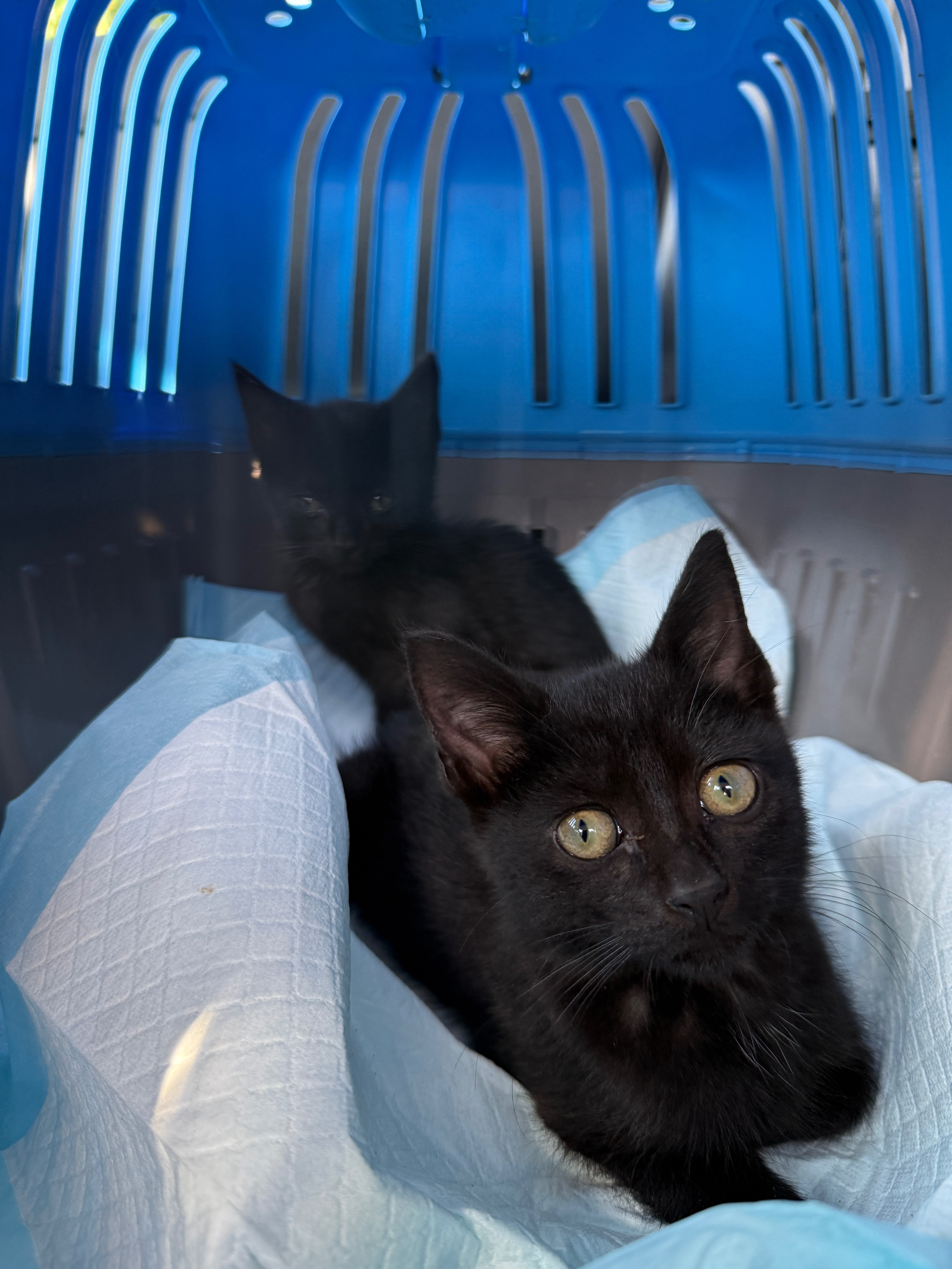 Help With Stray Kittens: Support Needed campaign photo, 5 of 8