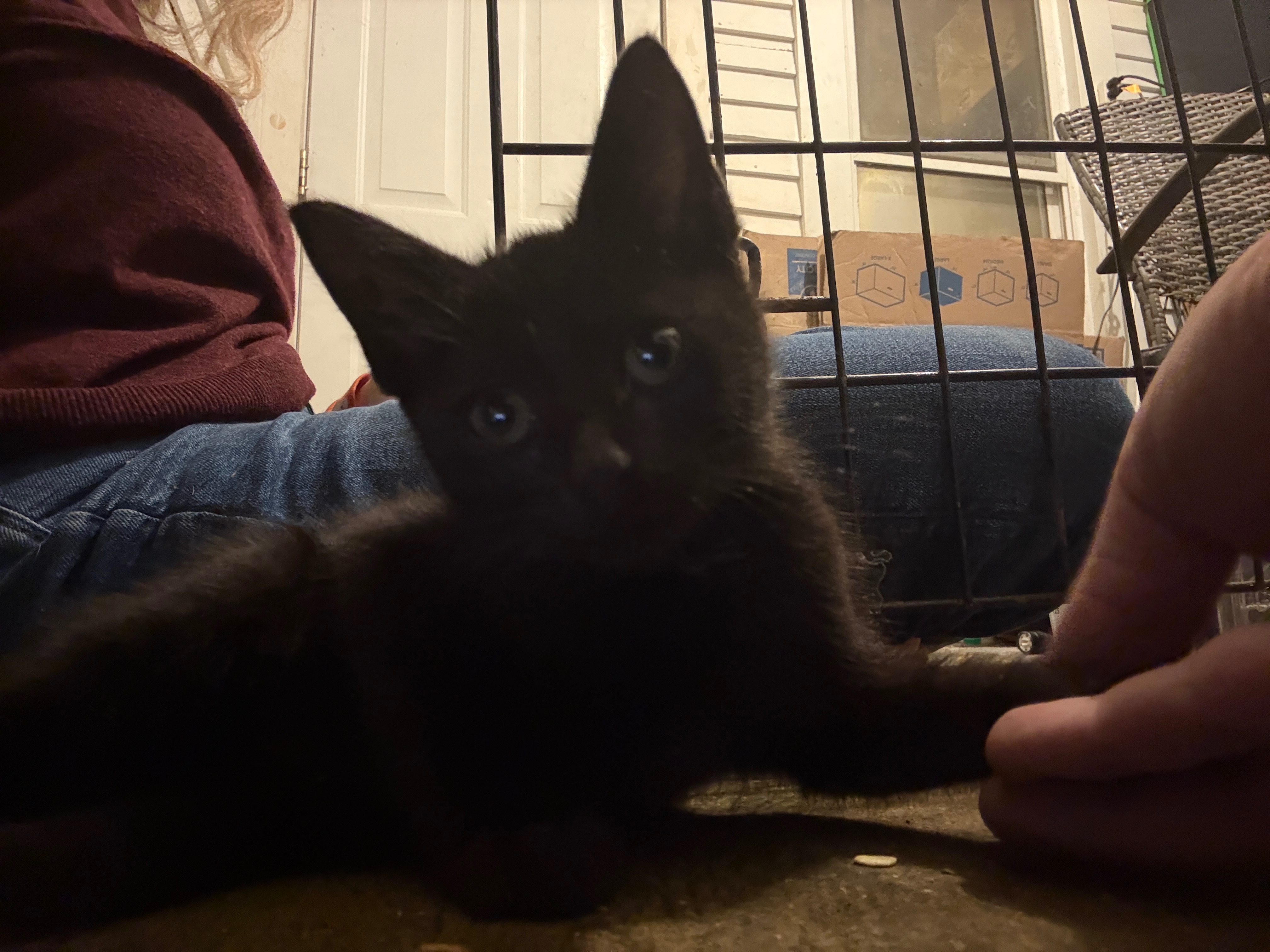 Help With Stray Kittens: Support Needed campaign photo, 6 of 8