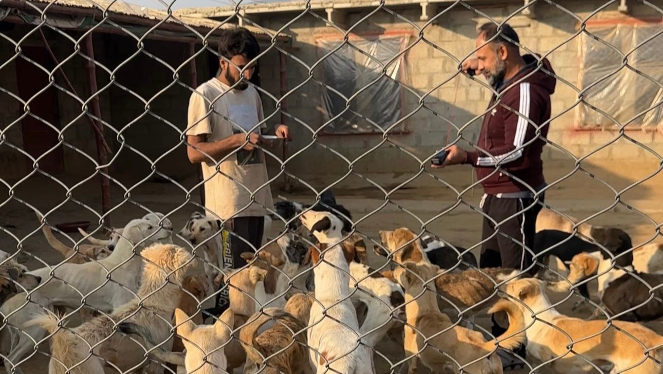 Help Strays Home: Compassion for Animals in Need photo