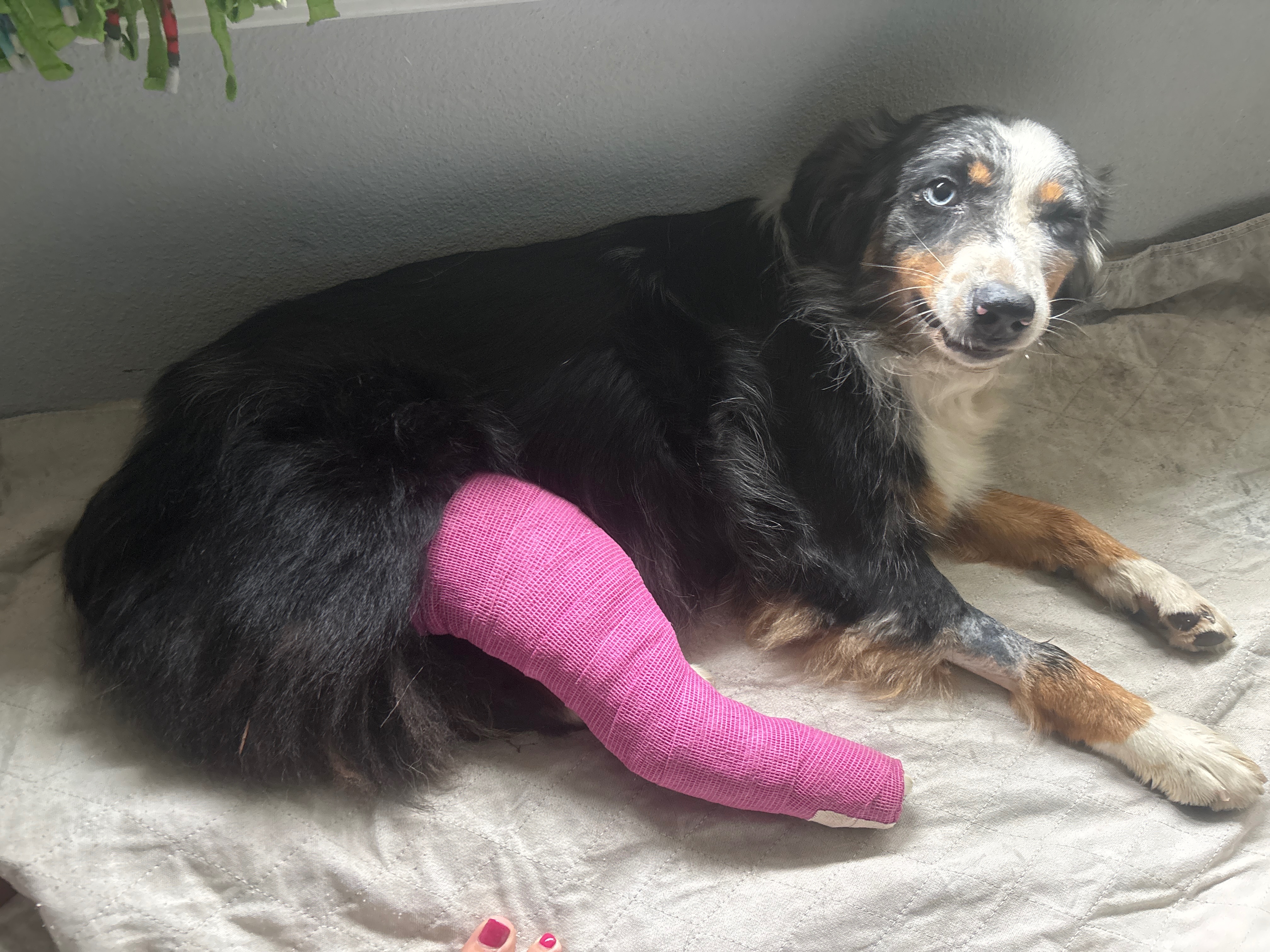 Support Oakley's Urgent Surgery Needs campaign photo, 4 of 5
