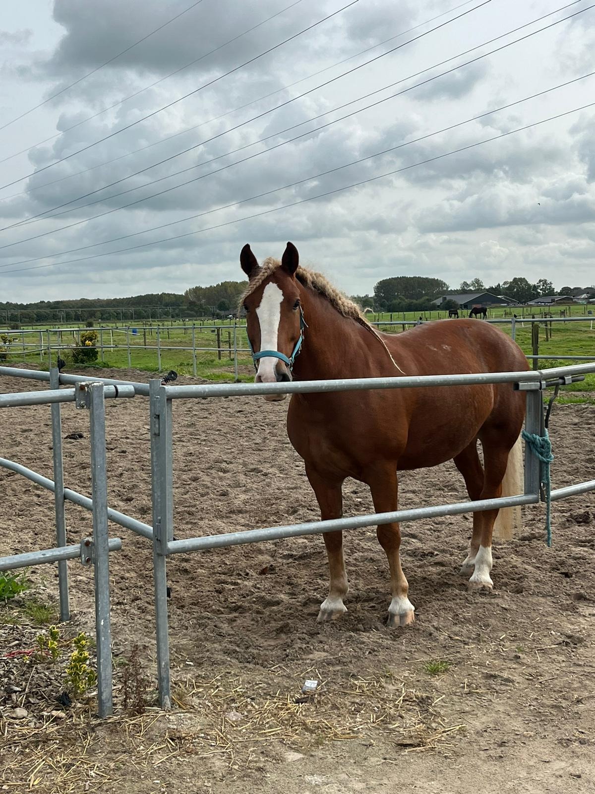Dierenartskosten voor de paarden campaign photo, 2 of 4