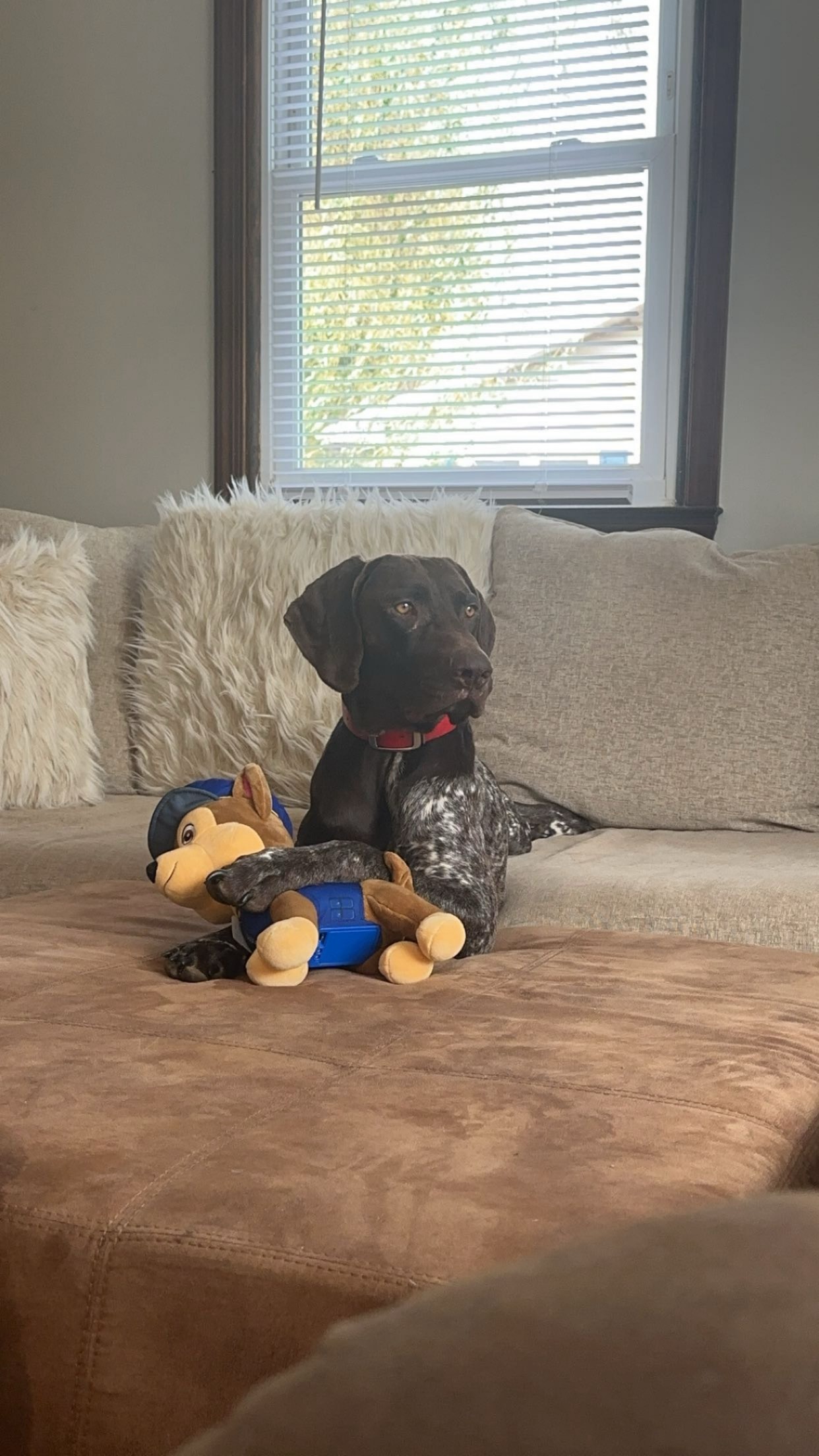 Please help save Ruger's life! campaign photo, 5 of 6