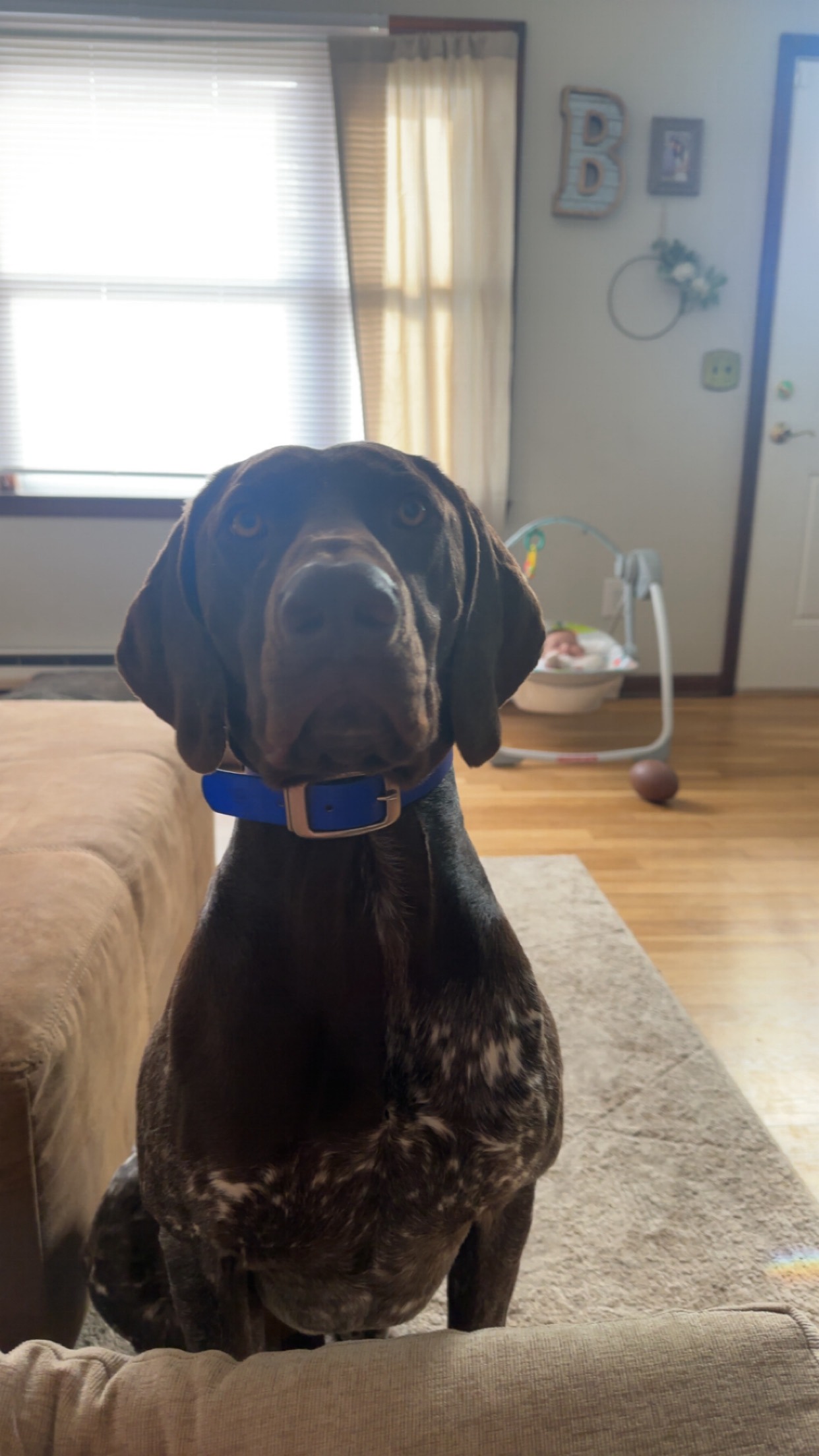 Please help save Ruger's life! campaign photo, 2 of 6